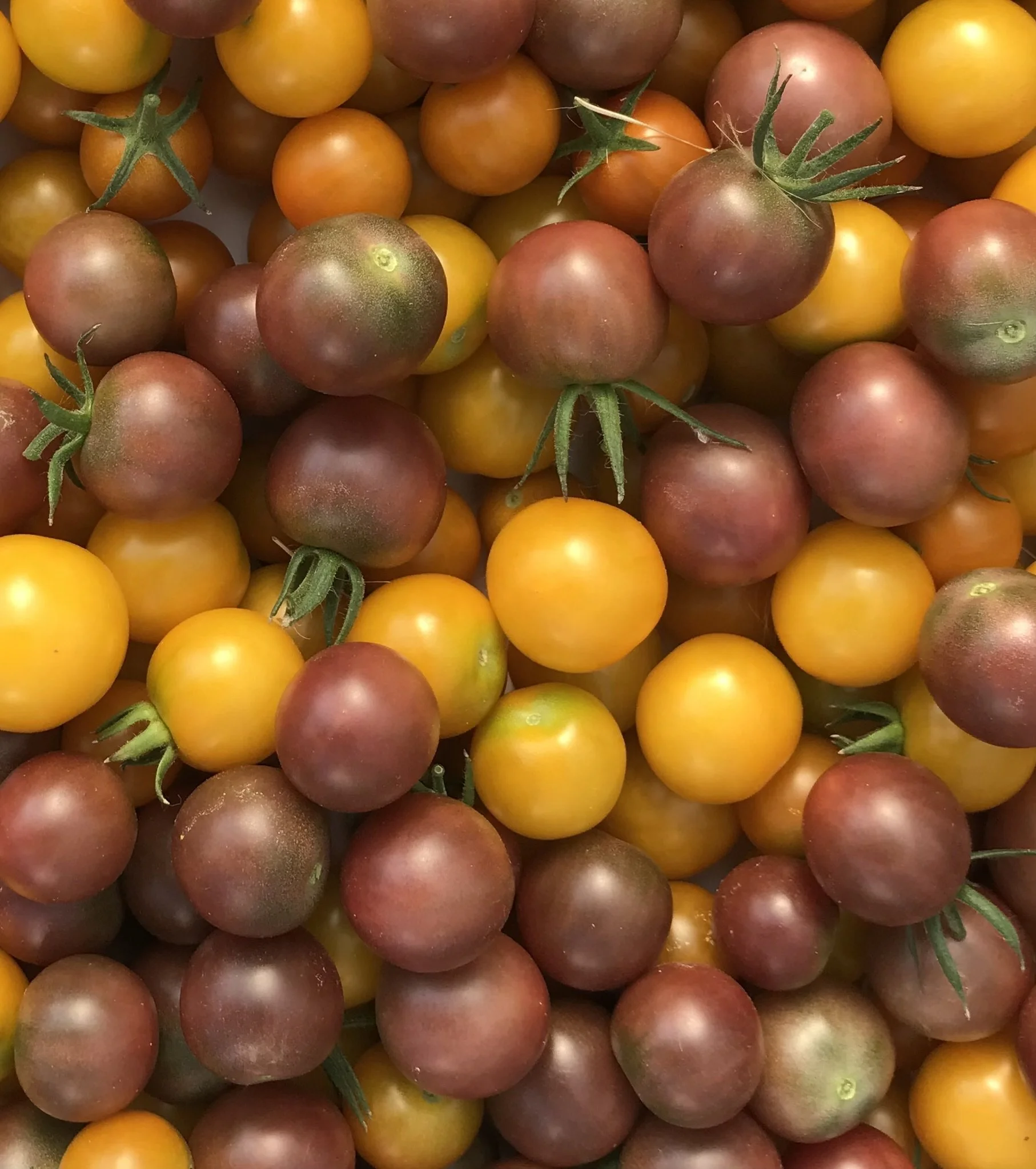 black cherry toms plant seedlings.jpg