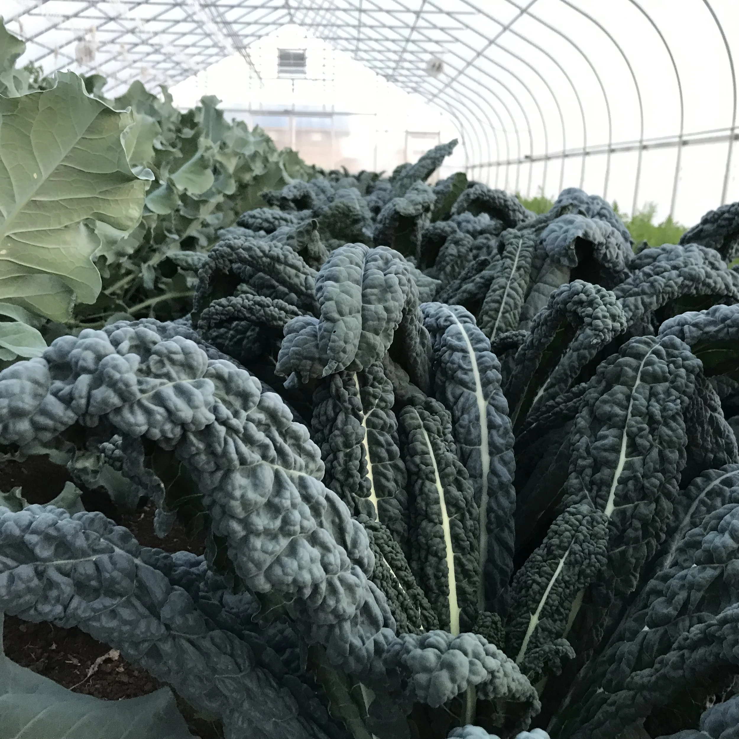 Lacinato Kale Seedling Sale.jpg