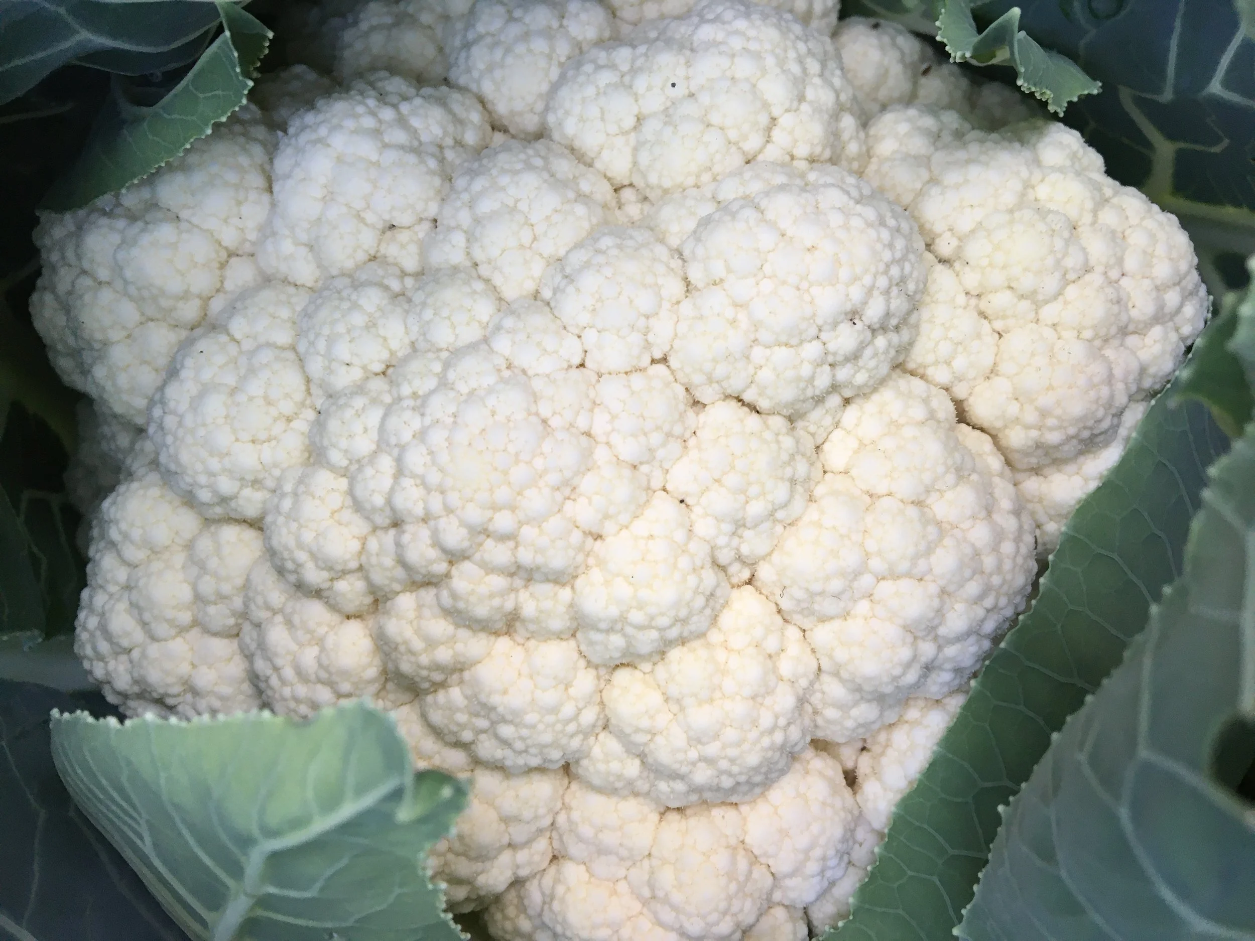 Mega Cauliflower Harvest.JPG