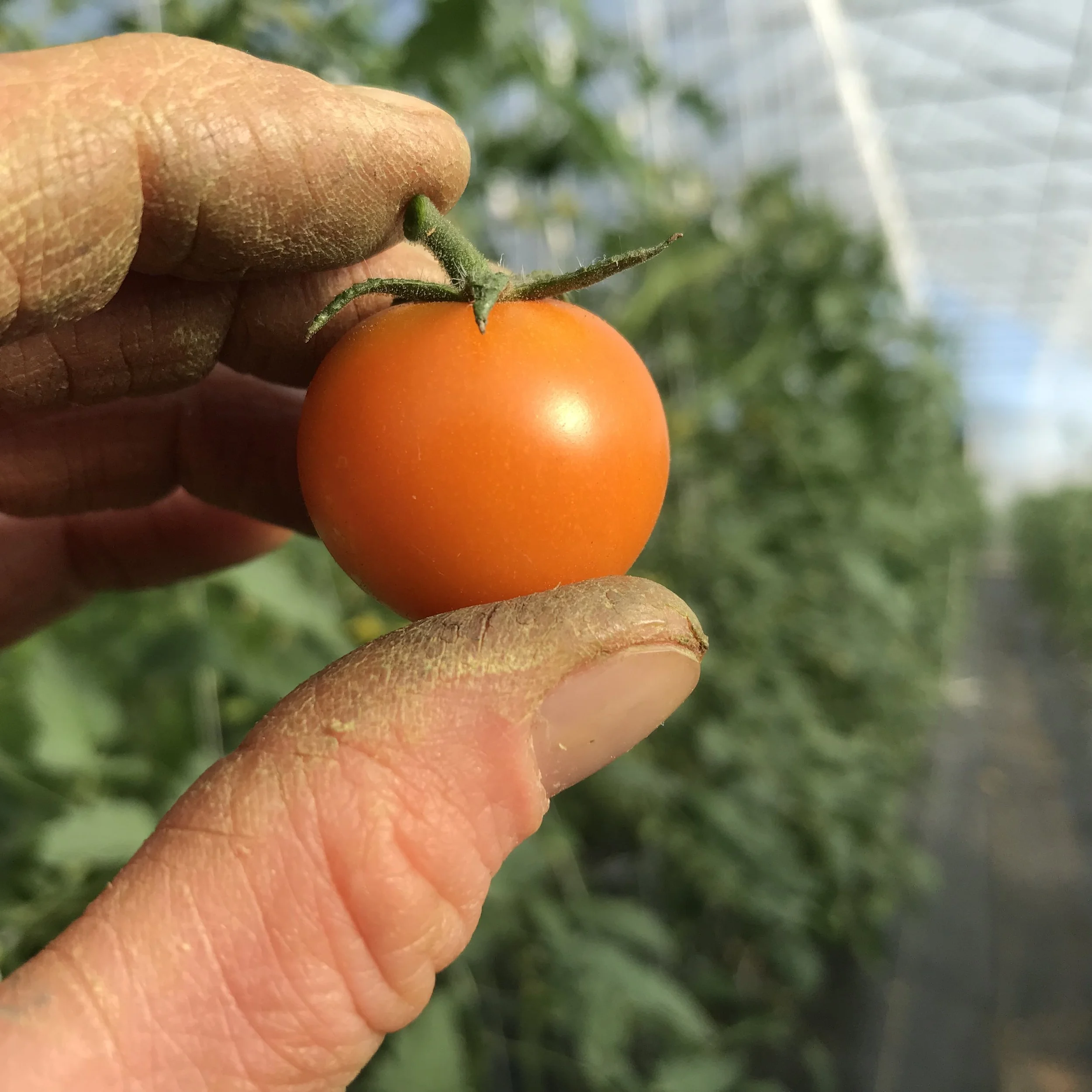 First Cherry Tomato of the Season.jpg