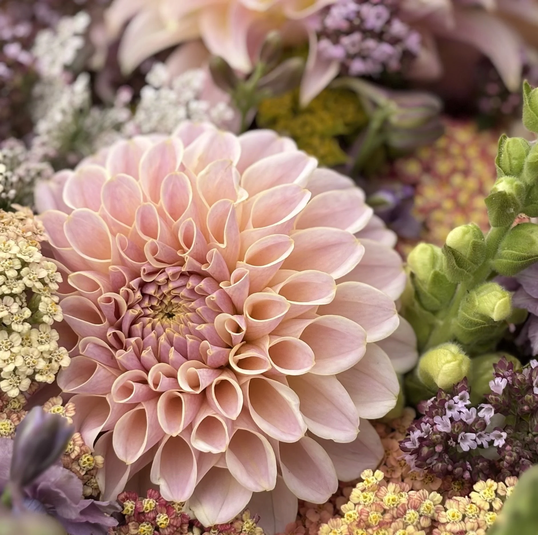 KAs Cinder Rose Dahlia Tuber.1a.jpg