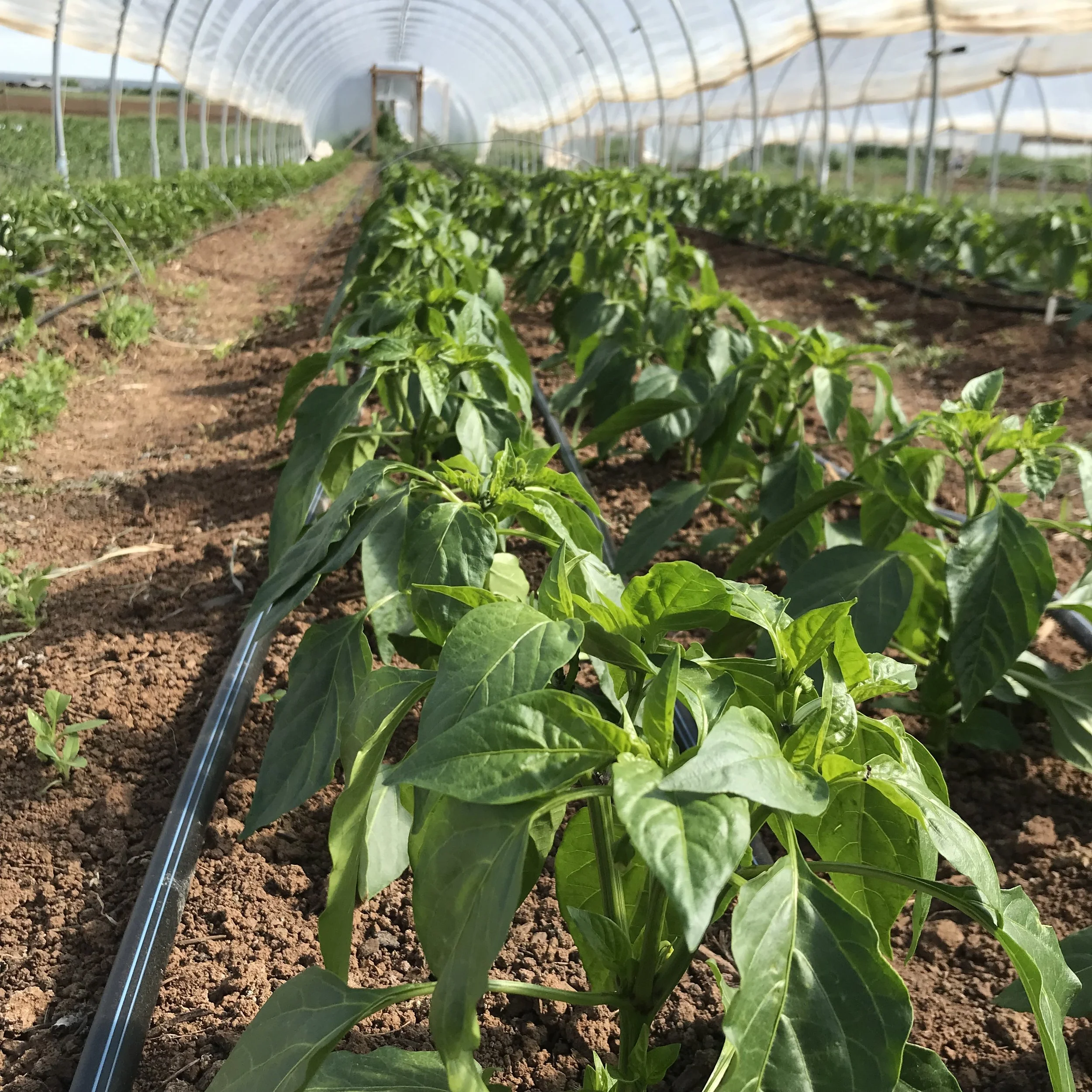 pepper house in june.jpg