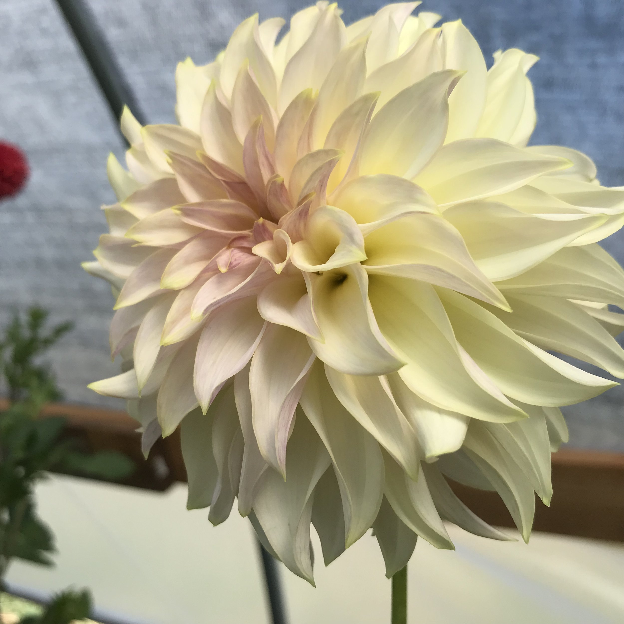 KAs Mocha Maya Dahlia Tuber.1b.jpg