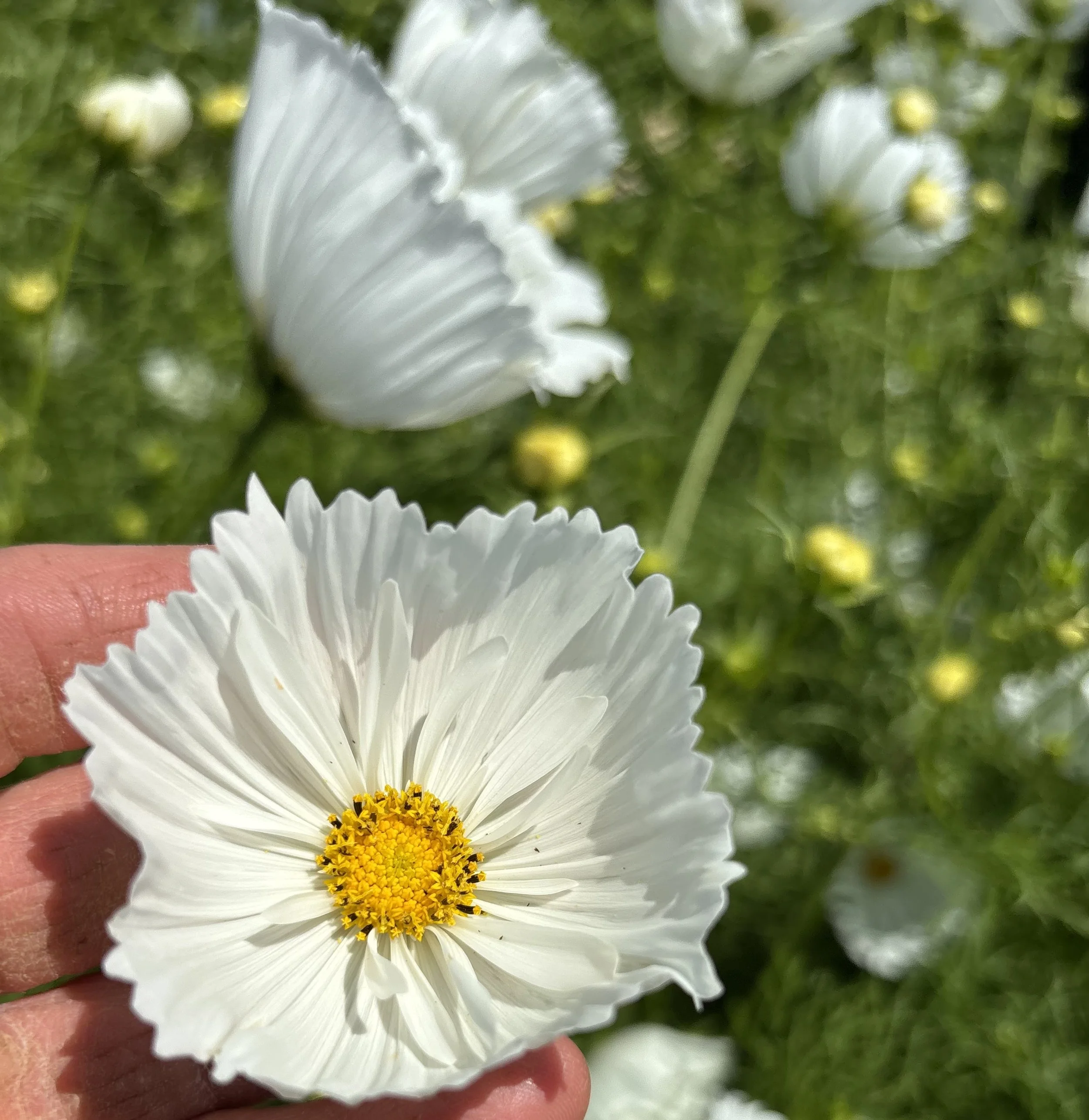 Cupcakes White Cosmo Seedling Sale.jpg