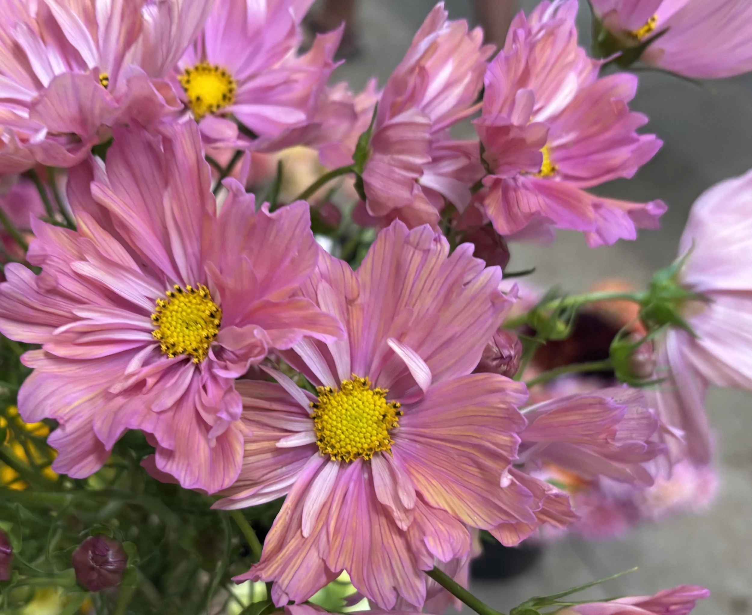 Apricotta Cosmos Seedling Sale.jpg