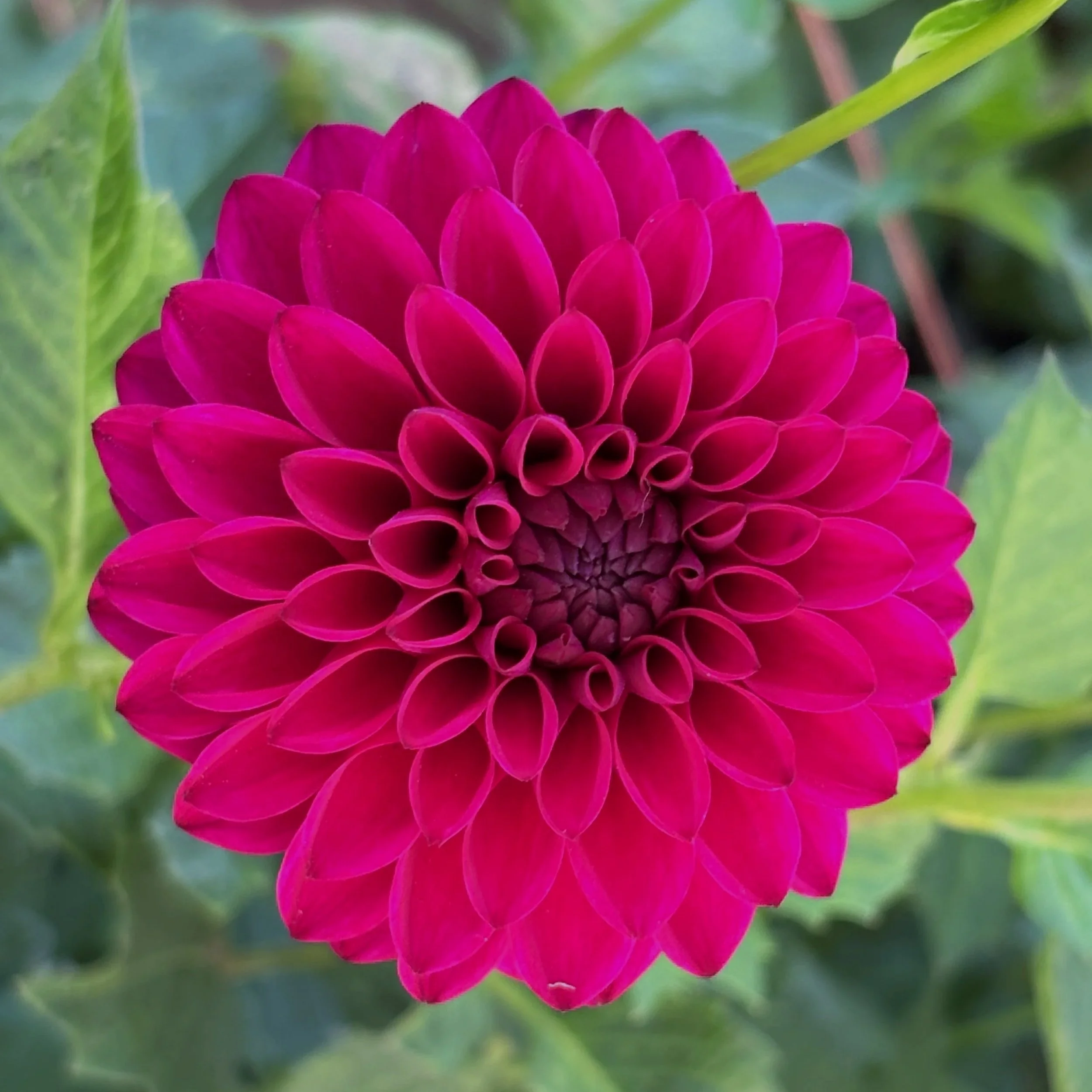 Hollyhill+Regal+Dahlia+Tuber.1a.jpg