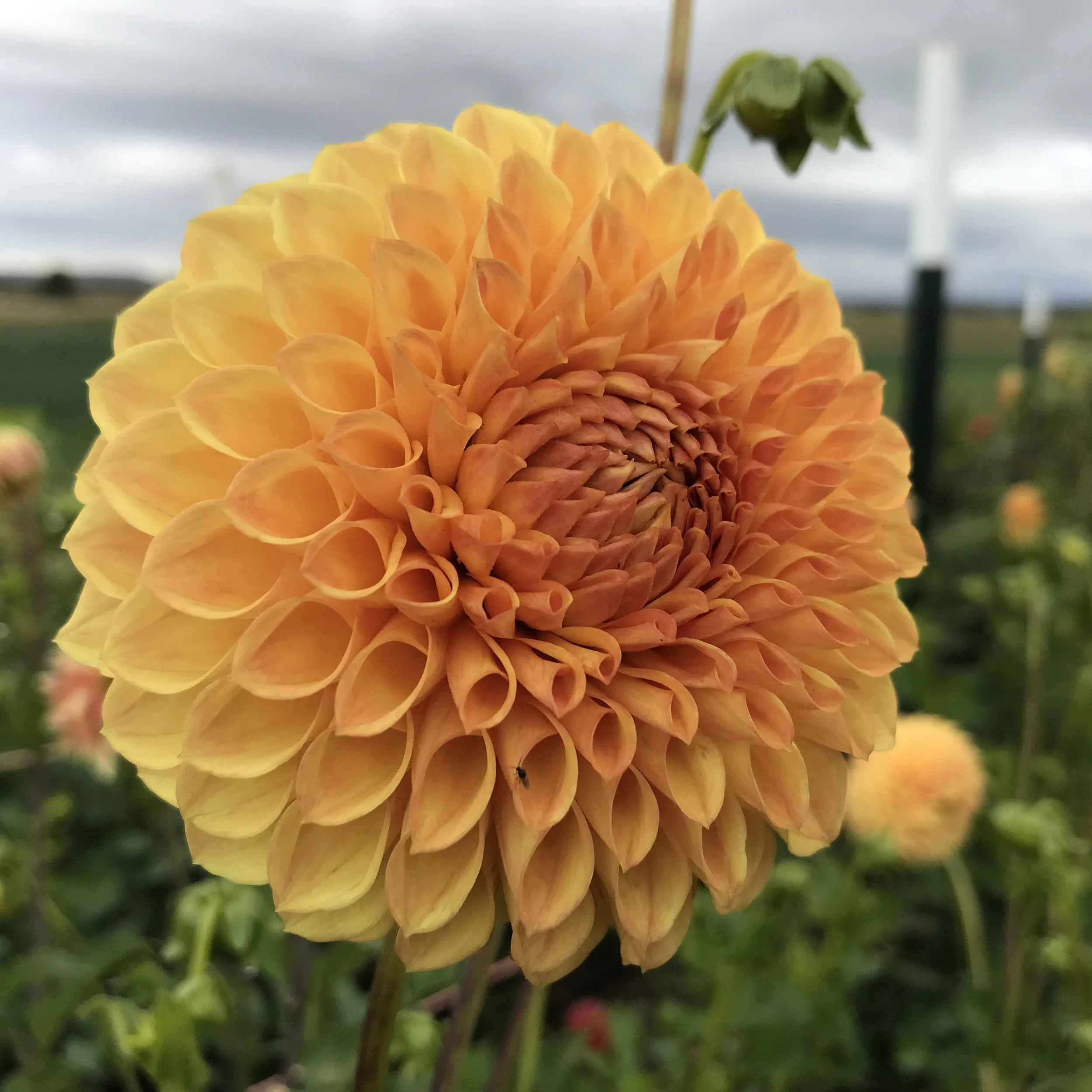 Formby Crest Dahlia Tuber.2024.1a.jpg