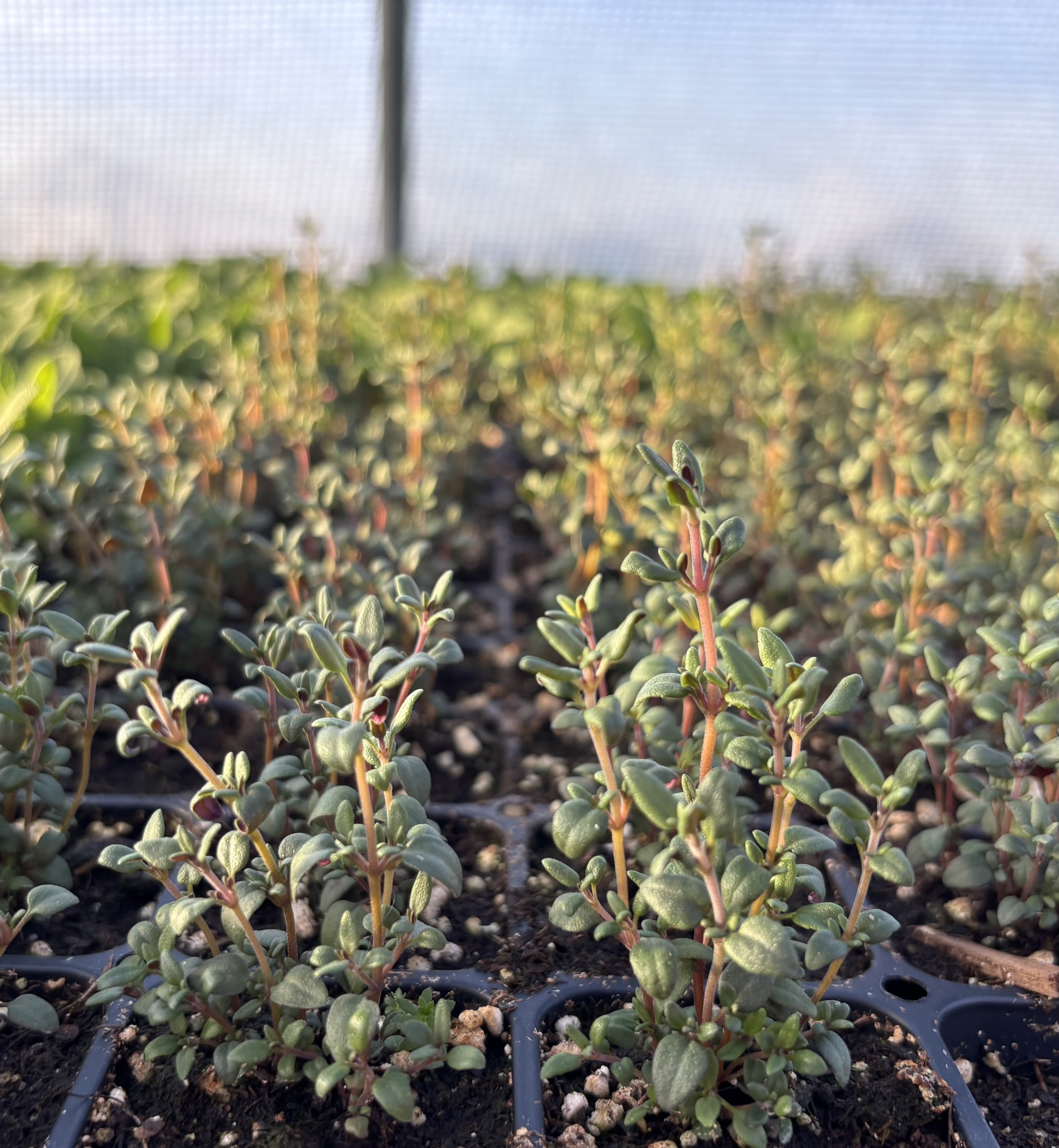 Perennial Herb German Winter Thyme.Seedling Sale.jpg