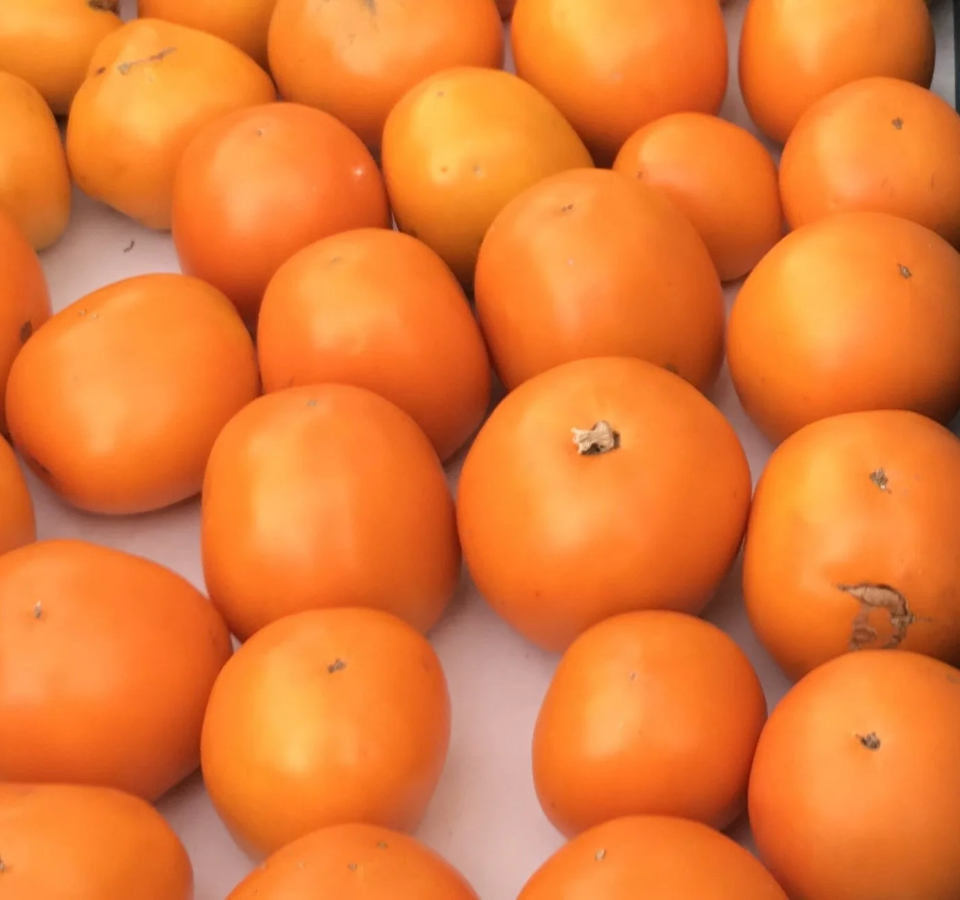 Valencia Tomato - Seedling Sale.jpg