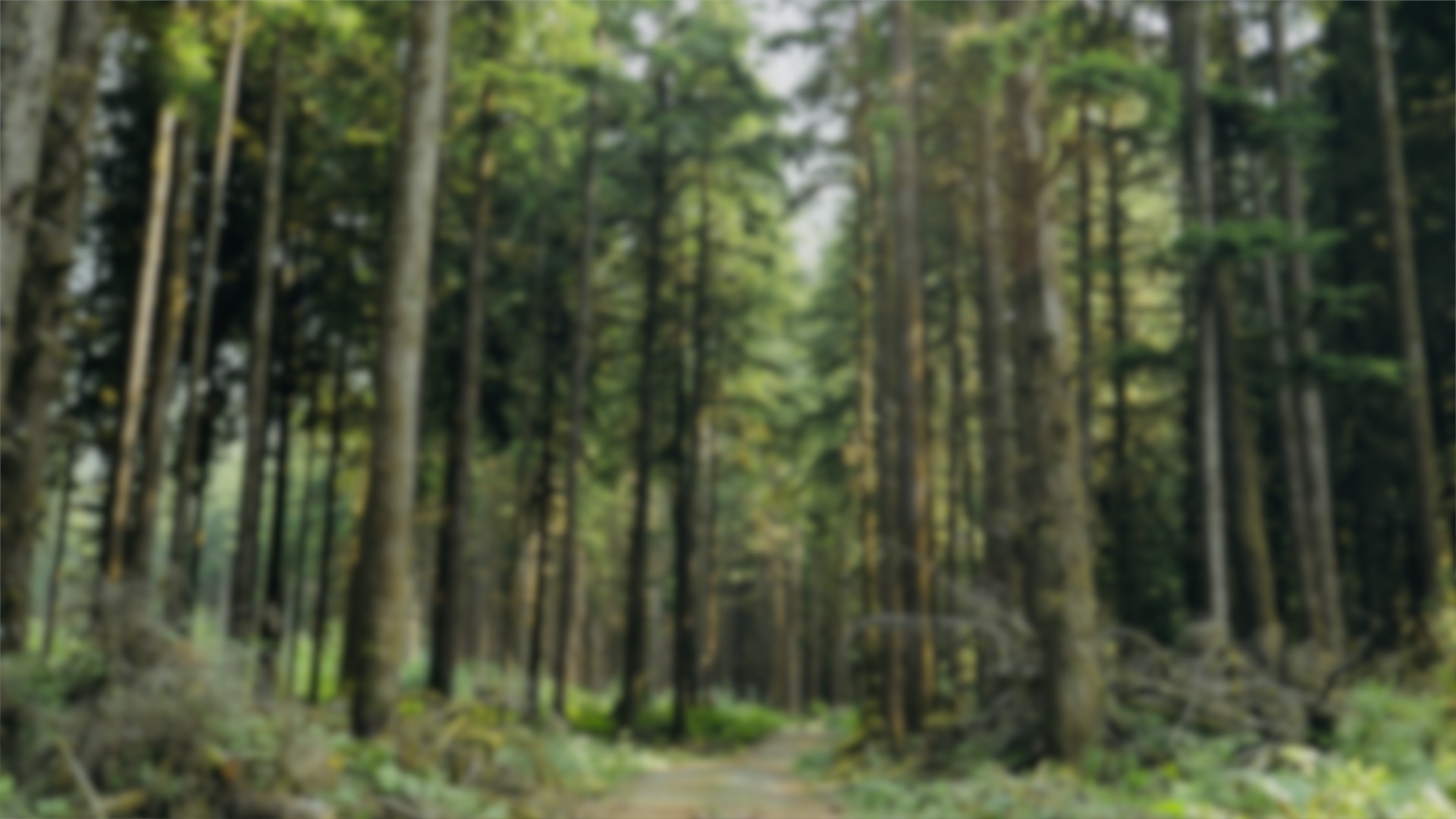 Rainforest Blur.jpg