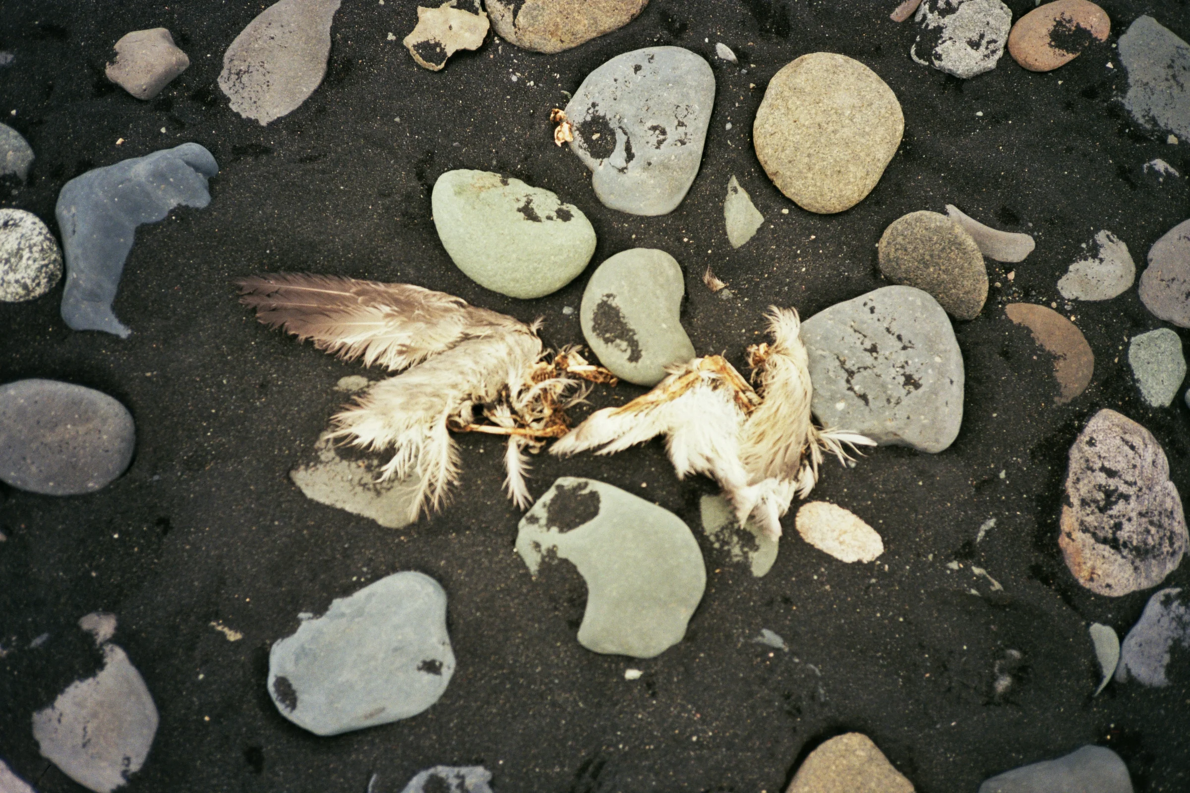 synchronized death - iceland