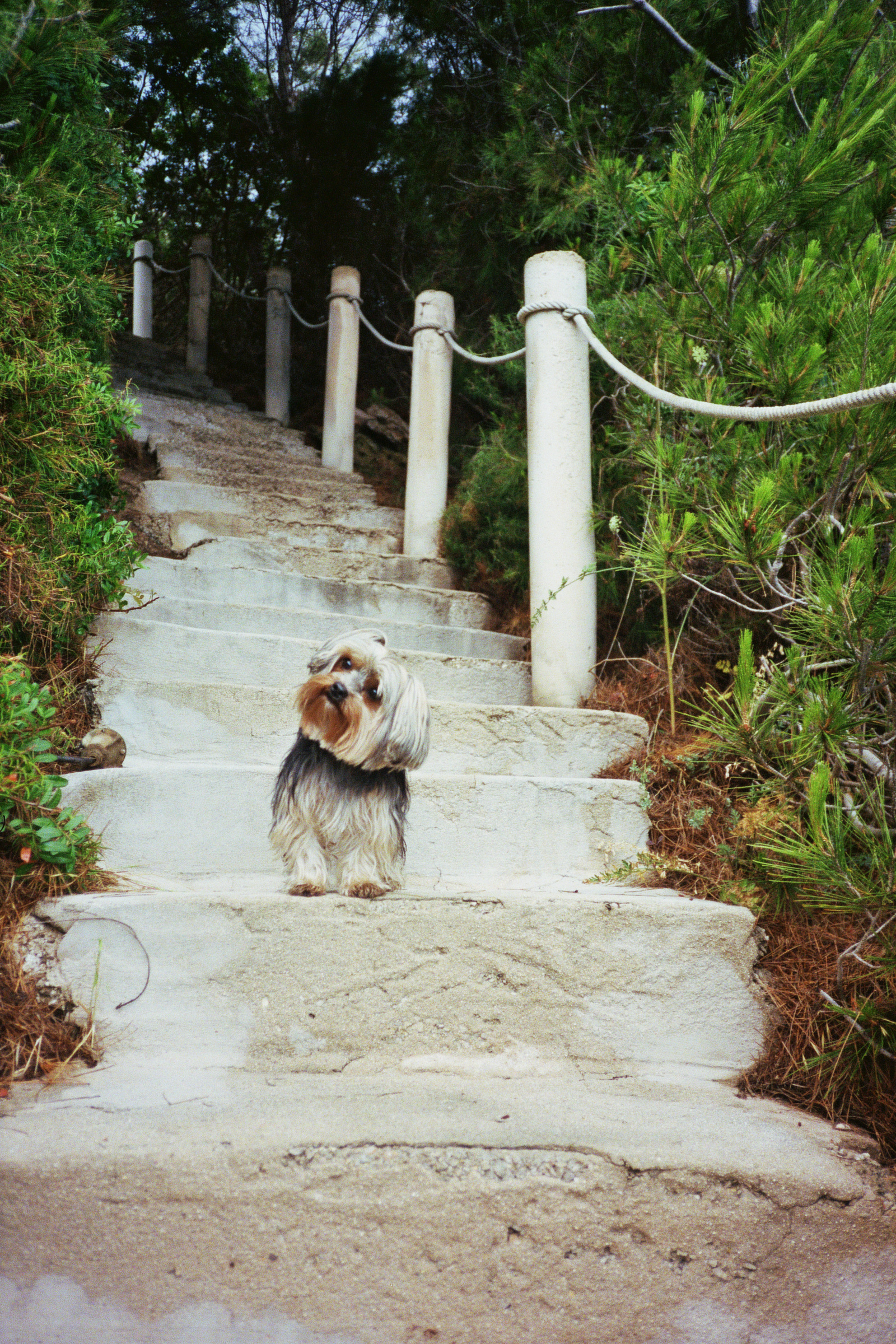 lil guy big steps - ibiza