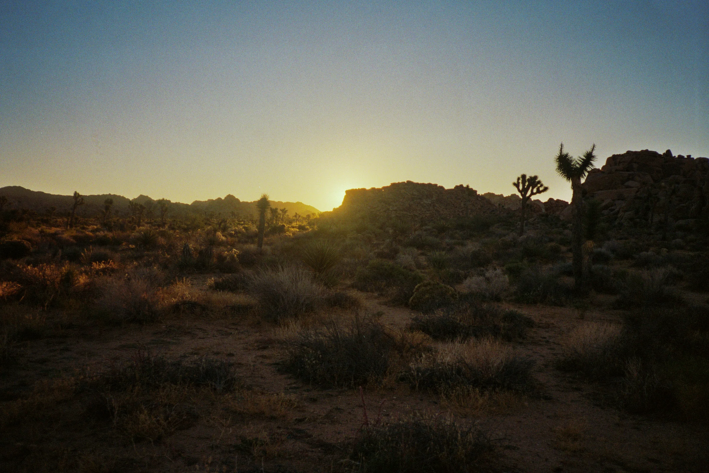 desert - joshua tree