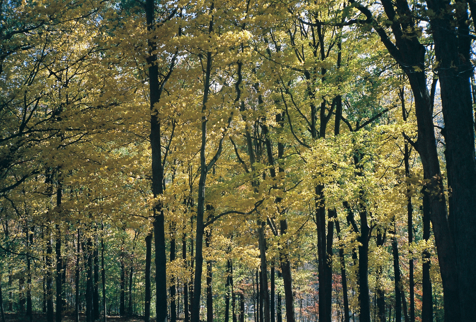contax autumn - new windsor