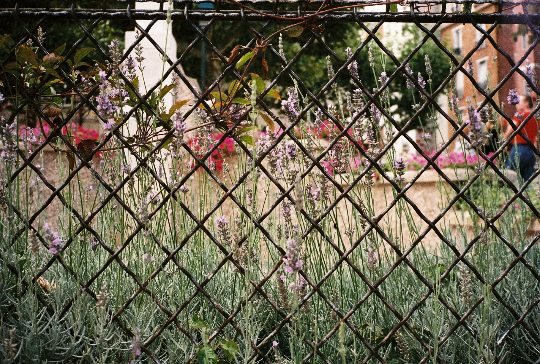 caged wildlife - paris