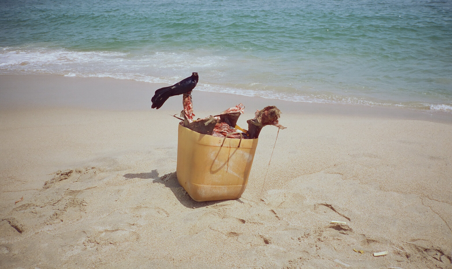 feeding - puerto escondido
