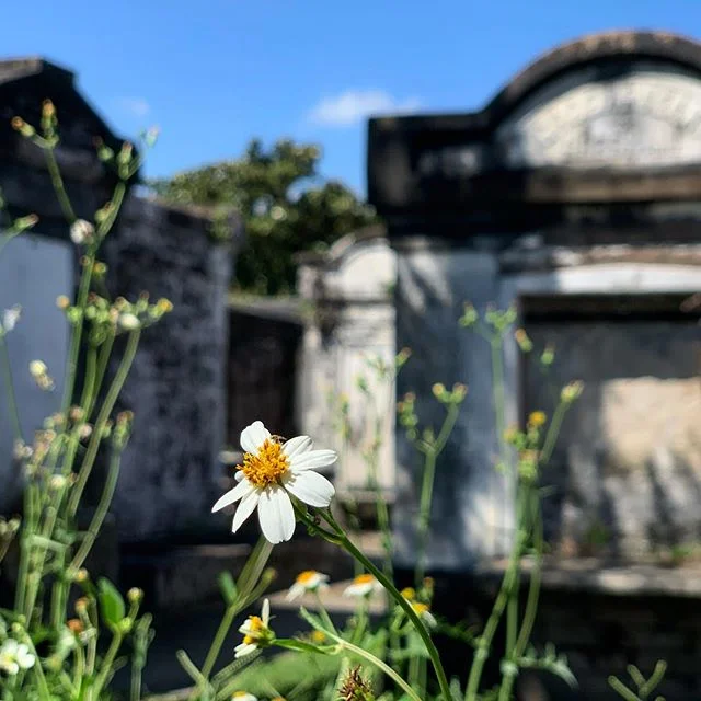 Another beautiful day in the neighborhood 🌷
.
.
#spring #flowers #love #lafayettecemetery #cemetery #commanderspalace #landscape #nature #nola #neworleans