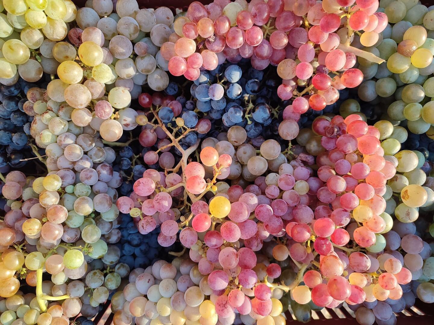 Gimios - Minervois&hellip; harvest of Rouge fruit and rouge de causse 8/28/22 - coplanted ❤️