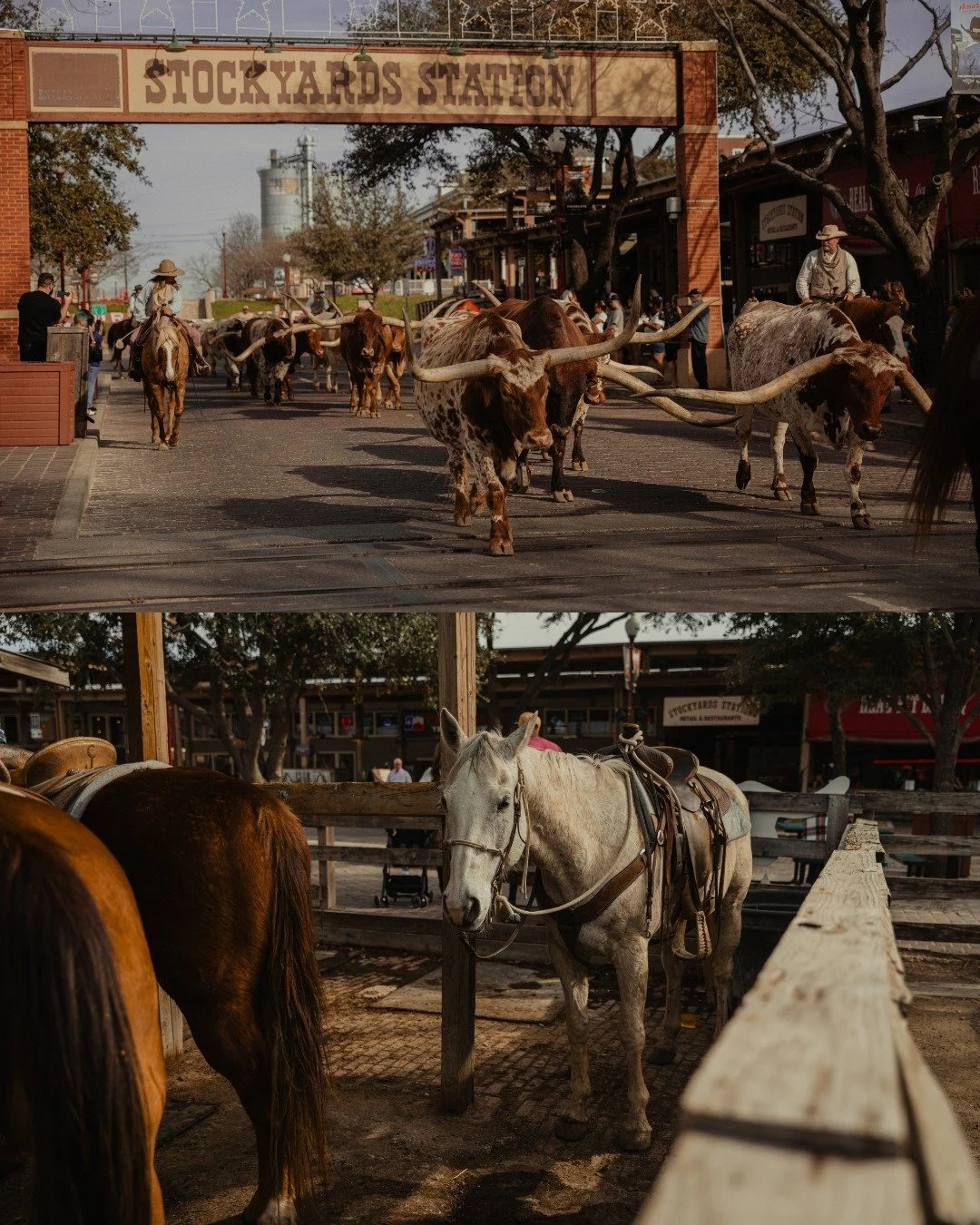 Ici, les cow boys ne jouent pas un r&ocirc;le.
Ils ne sont pas des silhouettes sorties d&rsquo;un d&eacute;cor.

Ils connaissent leurs chevaux.
Ils les lisent, les &eacute;coutent, les respectent.

Il n&rsquo;y a pas de domination,
seulement un dialo