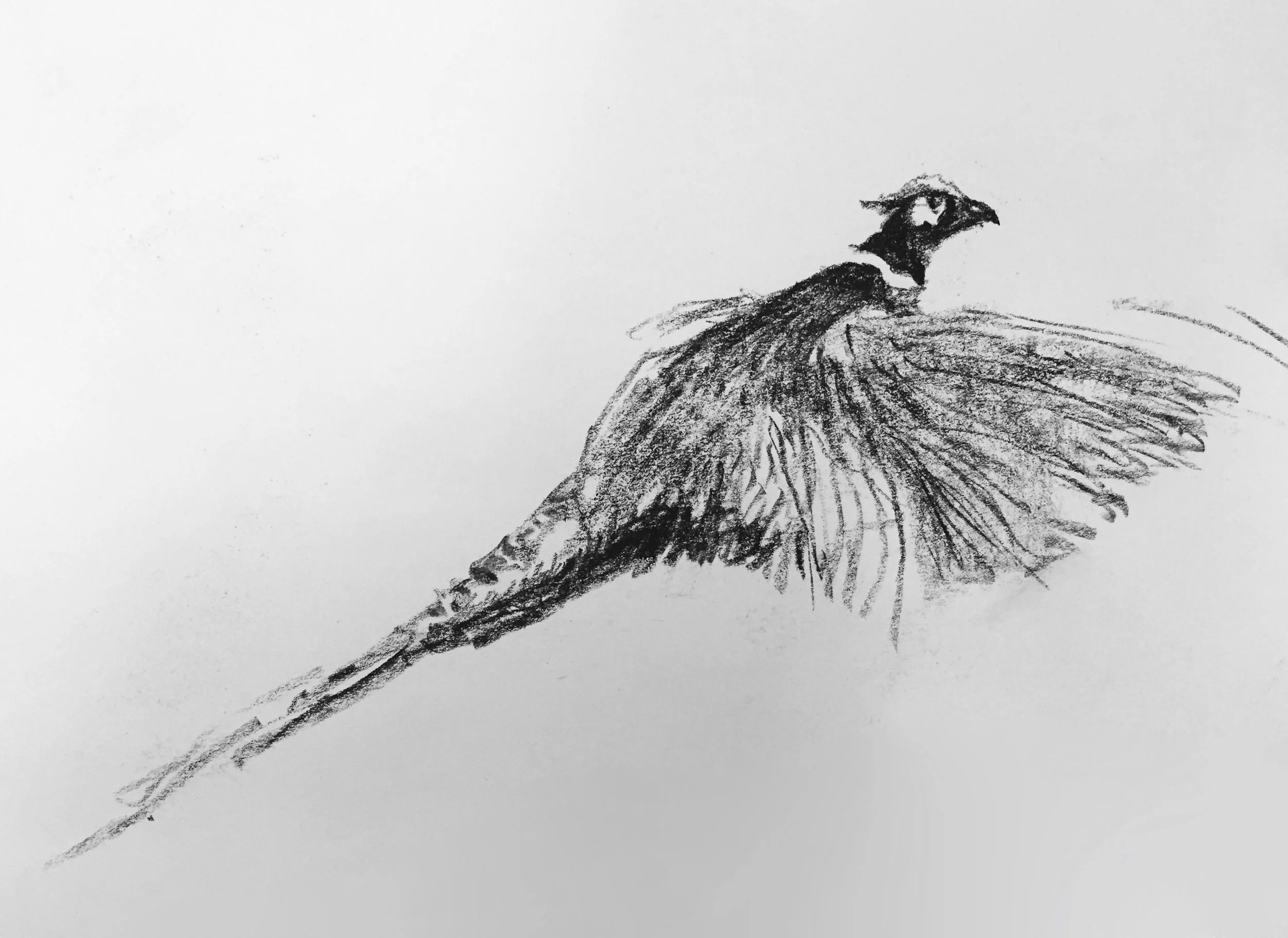 Pheasant Sketch #20056