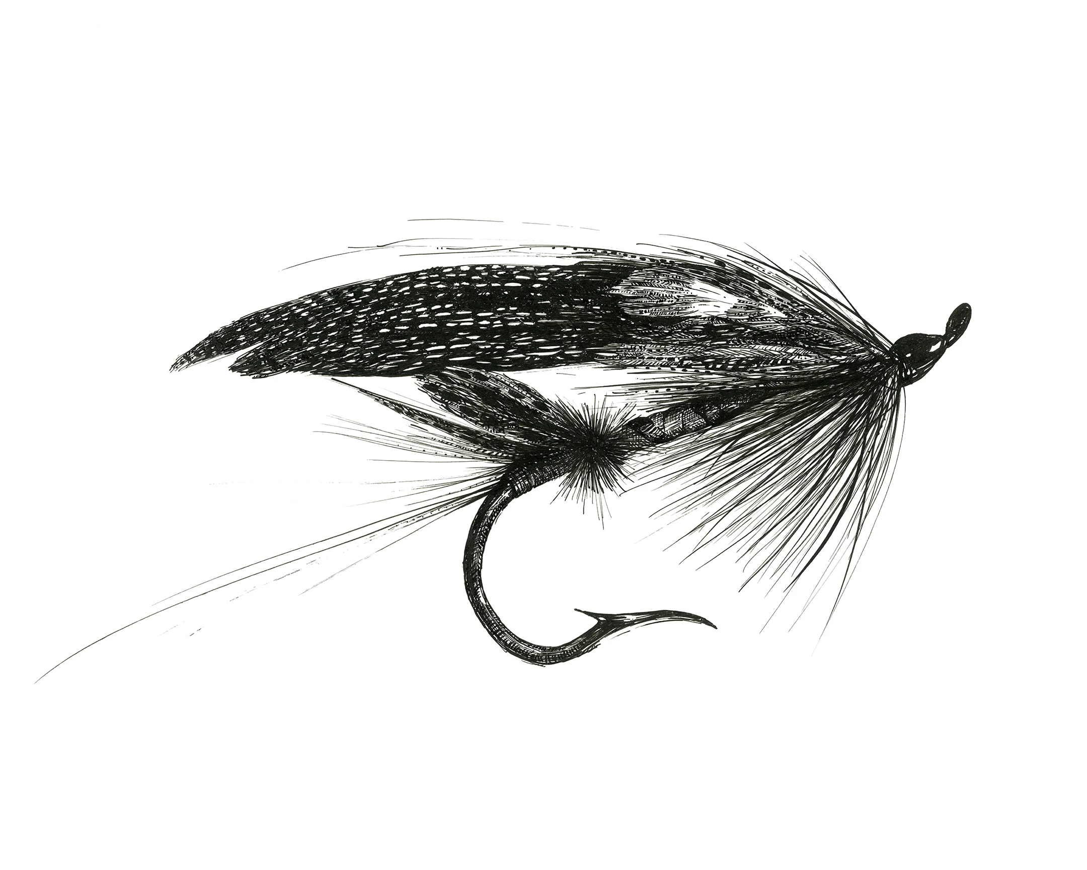 Anwyl, Fly Study #5.jpg