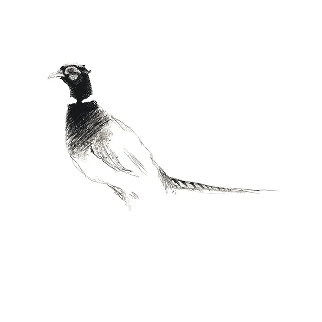 Pheasant Study #20001