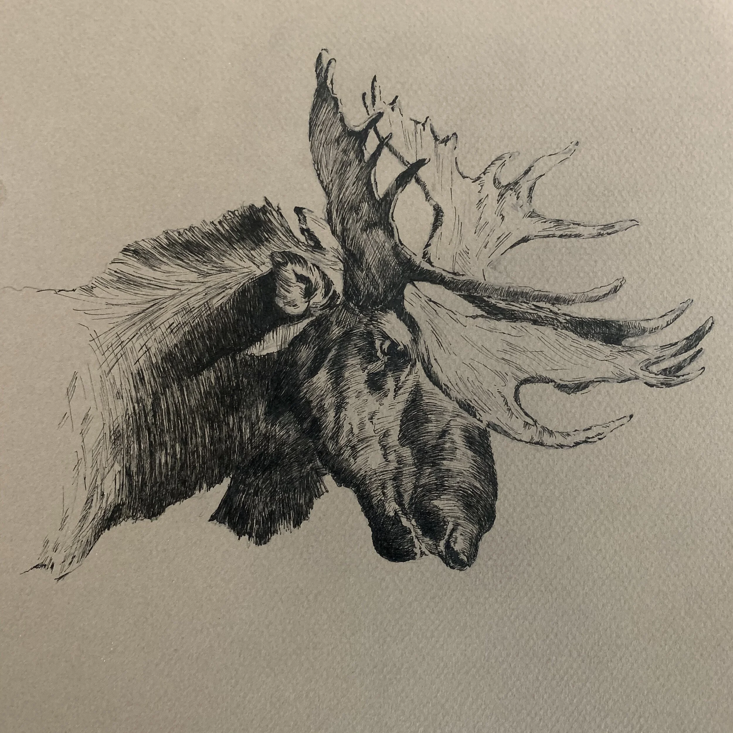 Homage to C. Rungus / Moose Study #20050