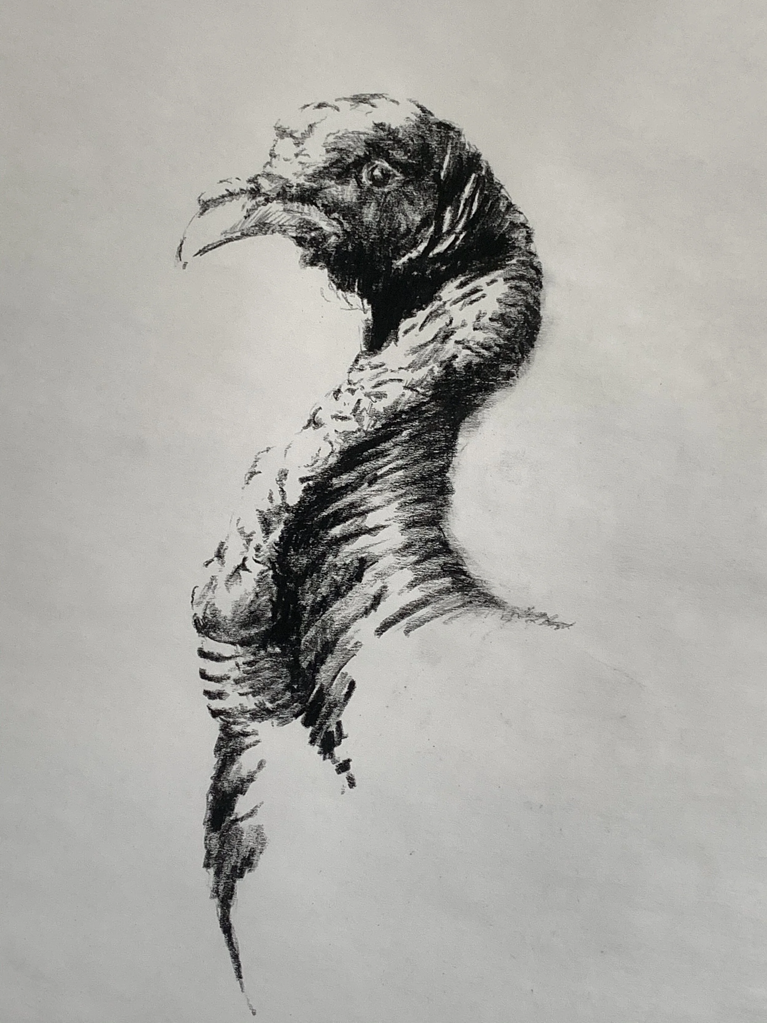 Turkey Study # 20051