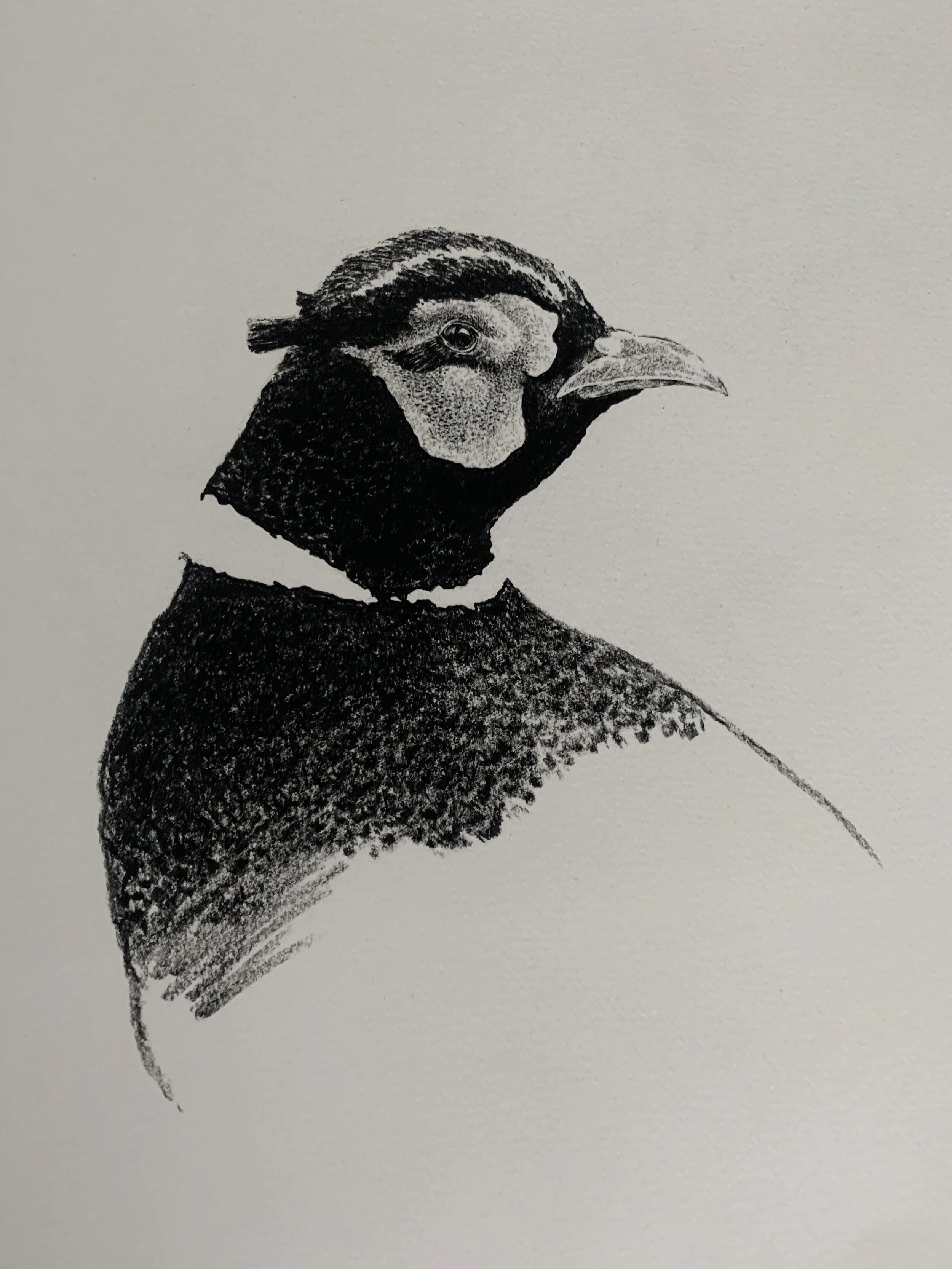 Pheasant Study Charcoal # 20053