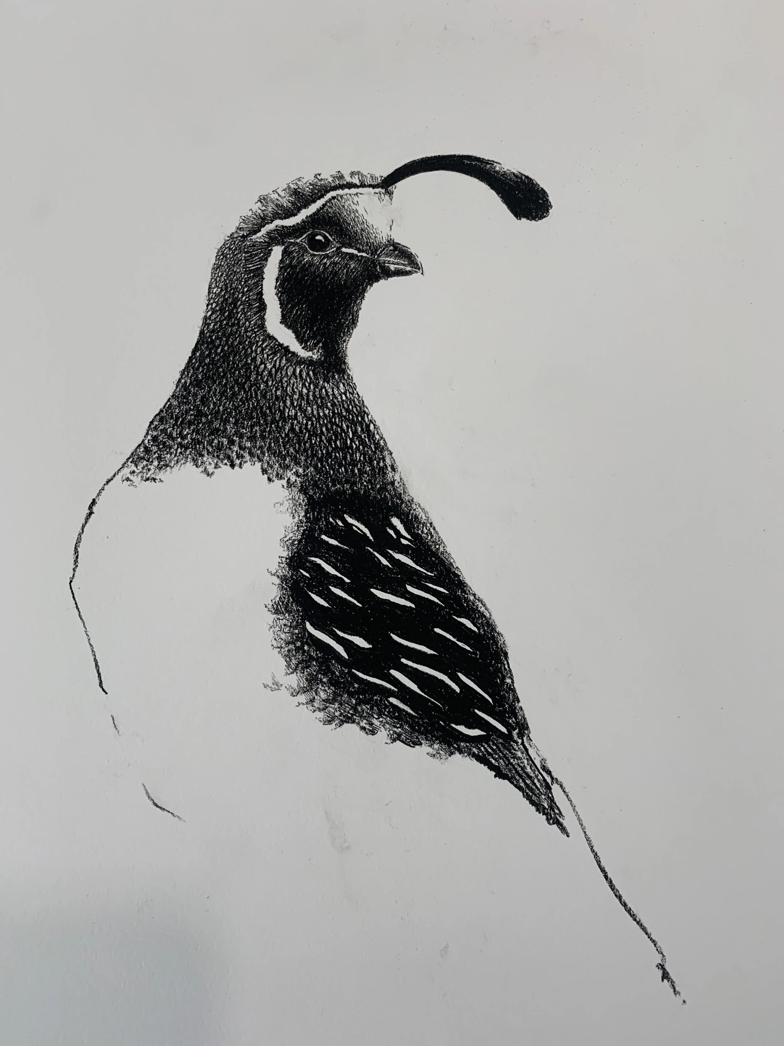 Gambel Quail Charcoal Study #20052
