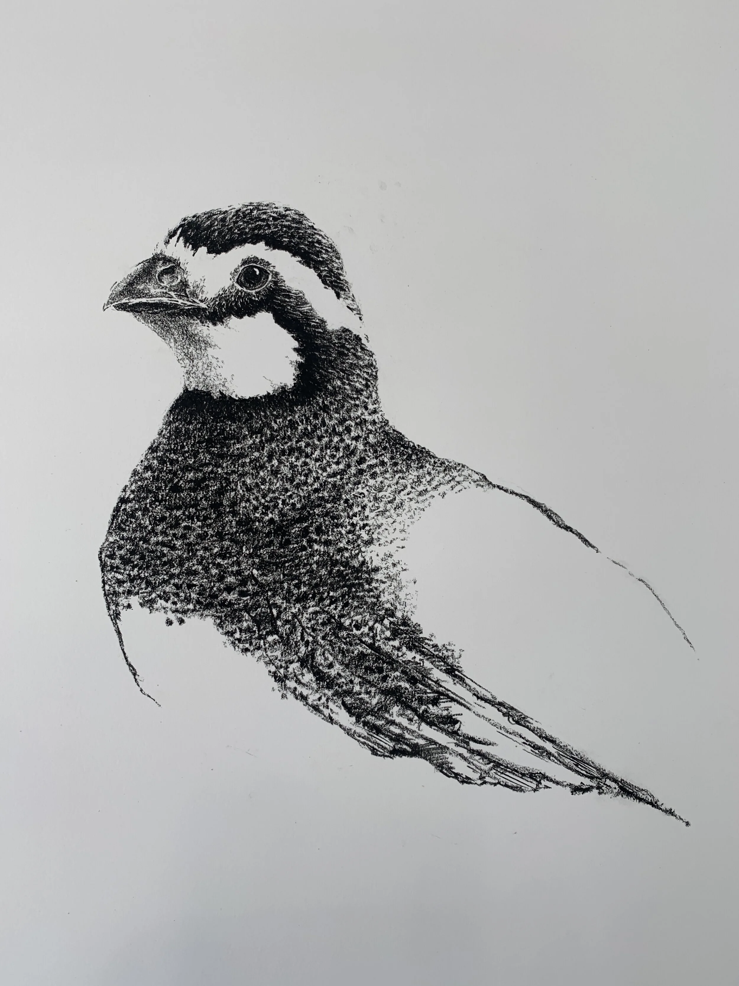 Bobwhite Charcoal Study #20054