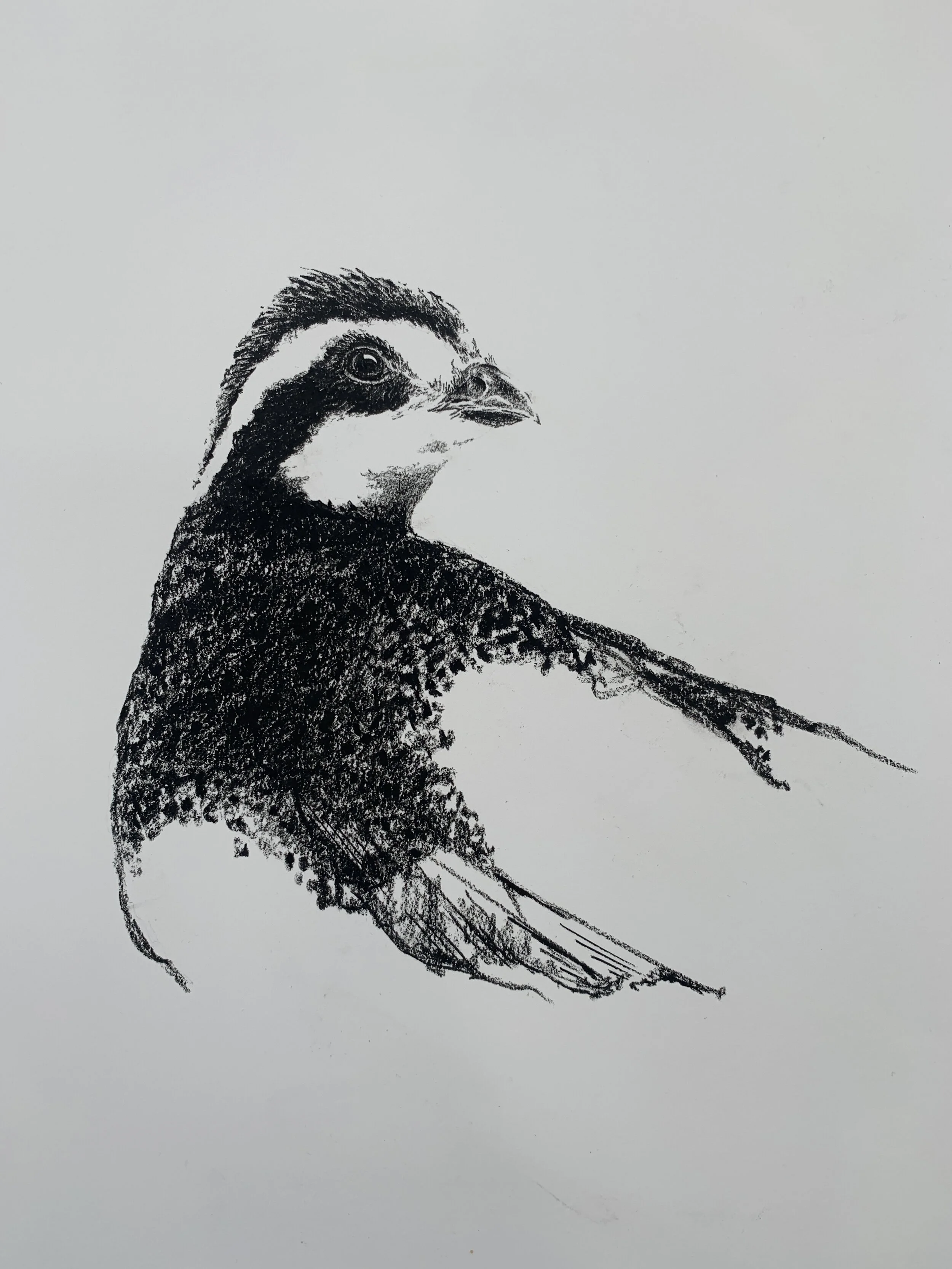 Bobwhite Quail Charcoal #20055