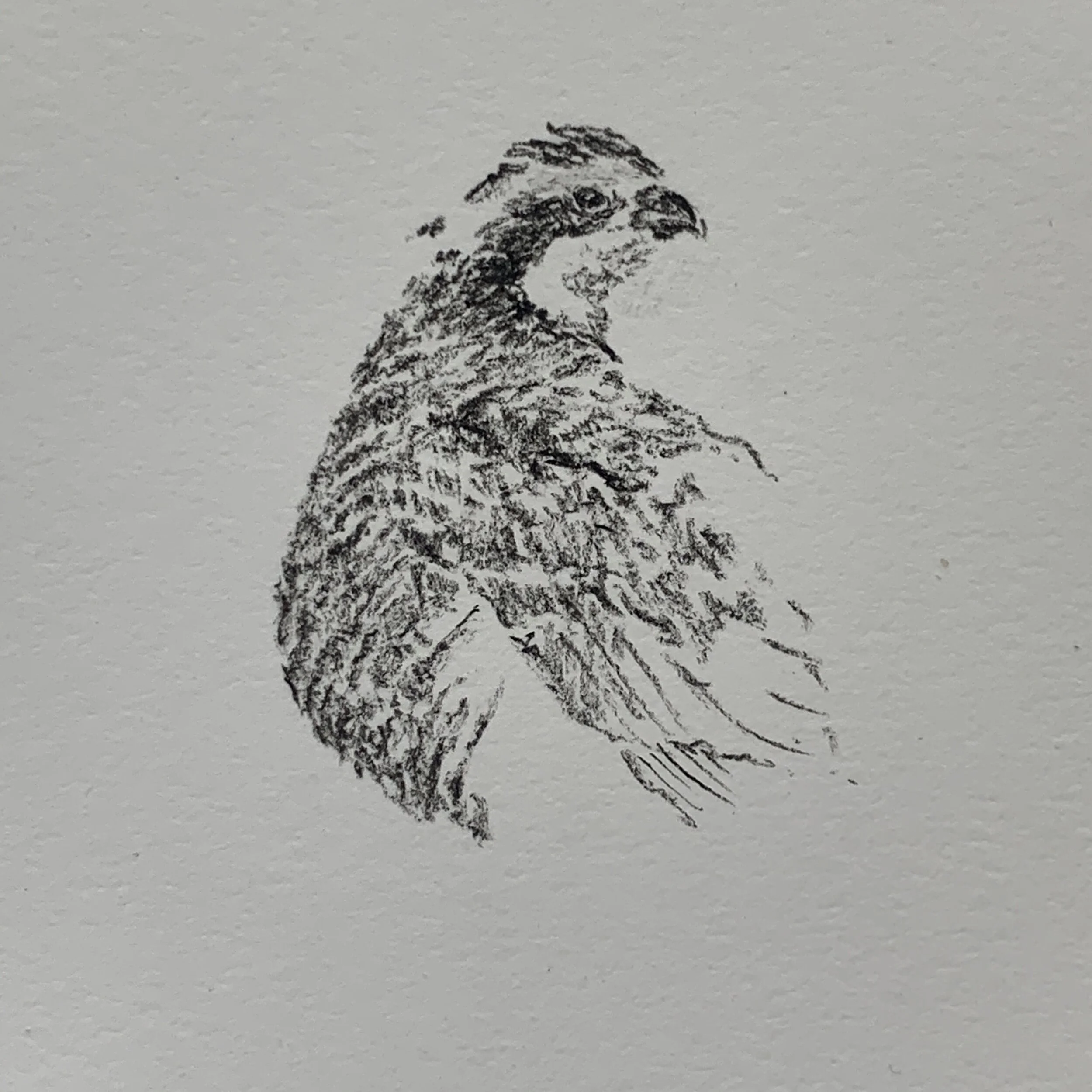 Bobwhite sketch #20057