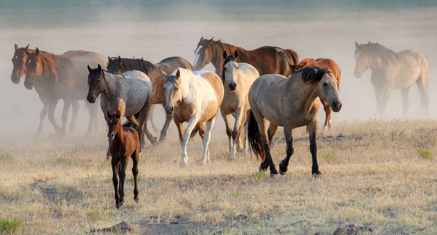 All photographs courtesy of American Wild Horse Campaign.