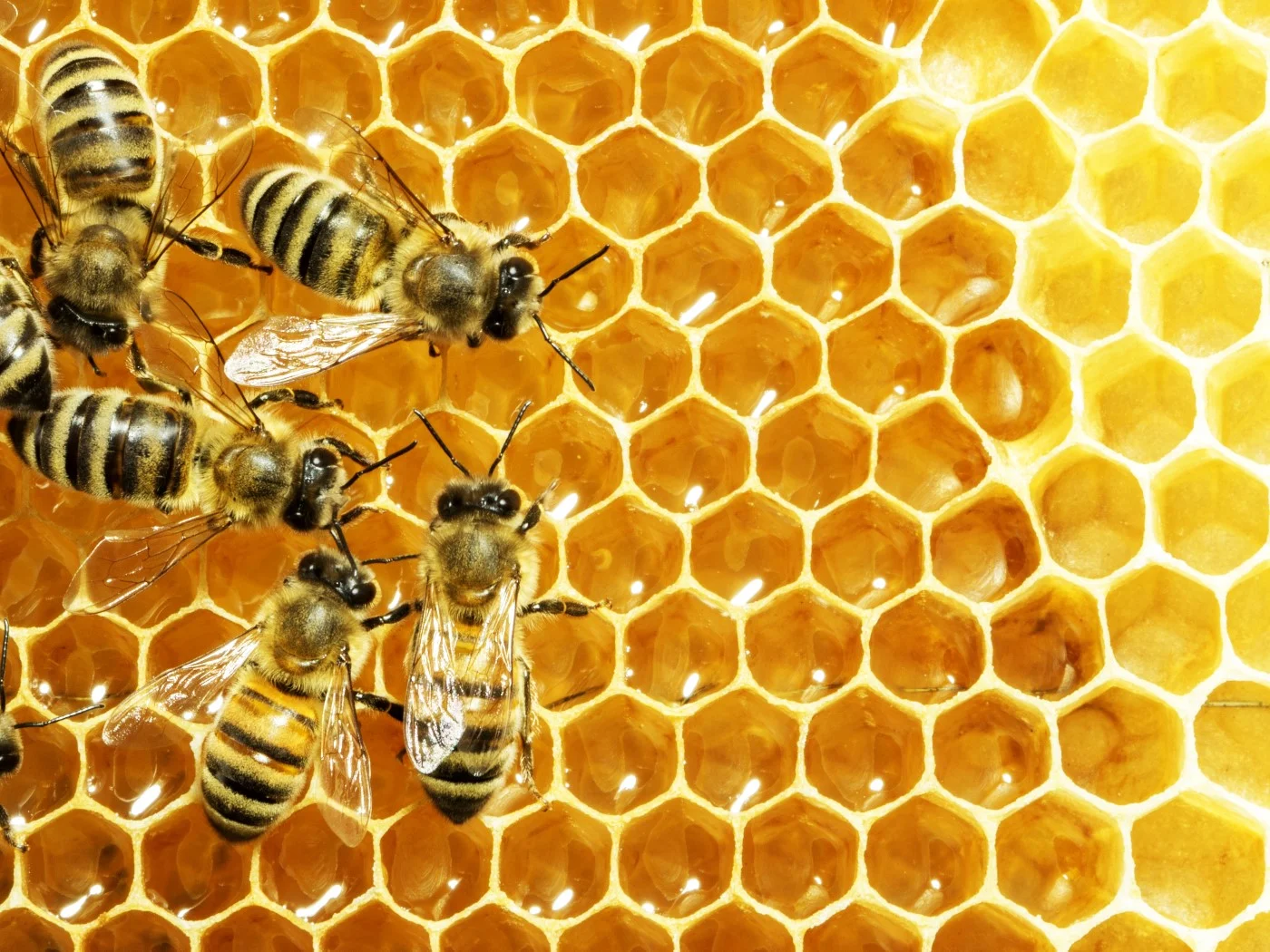 Beekeepers