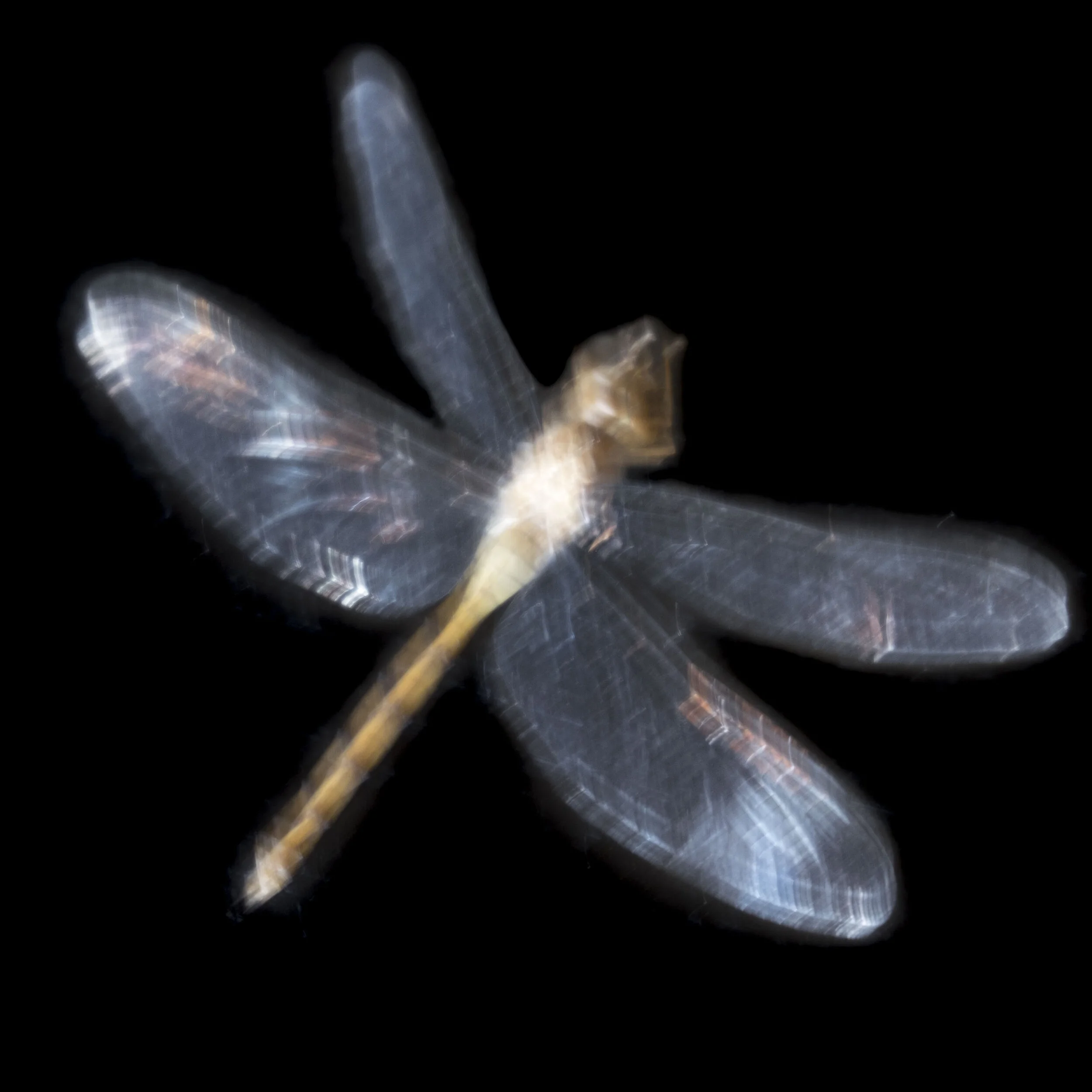 dragon fly.jpg
