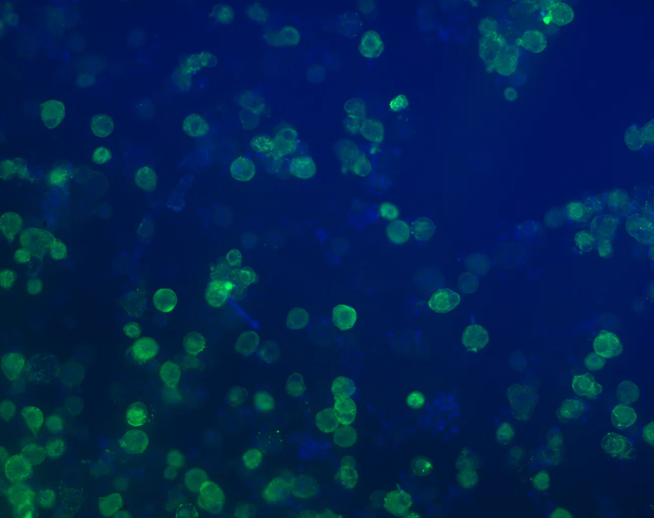 Denk Laboratory at King's College London