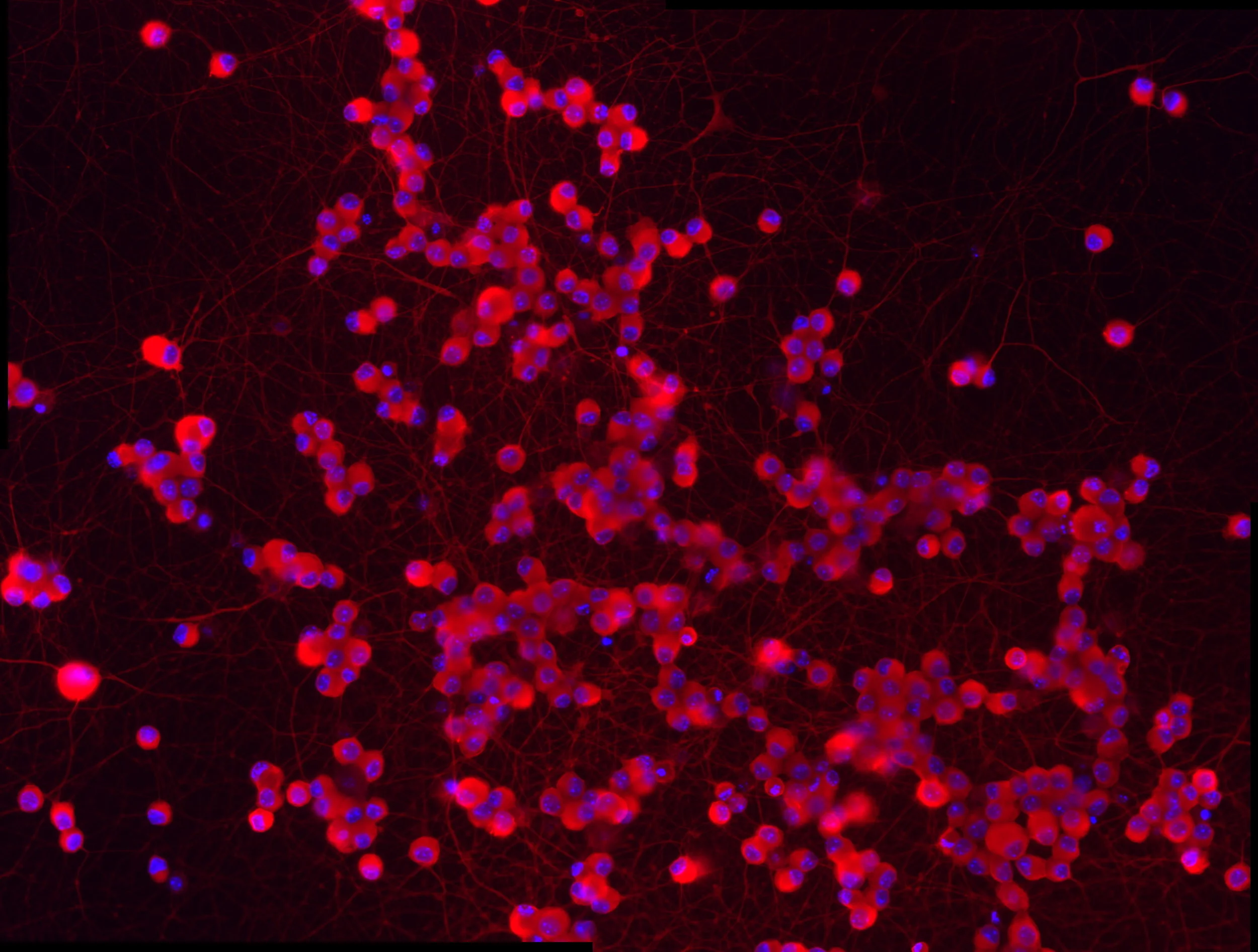 Denk Laboratory at King's College London