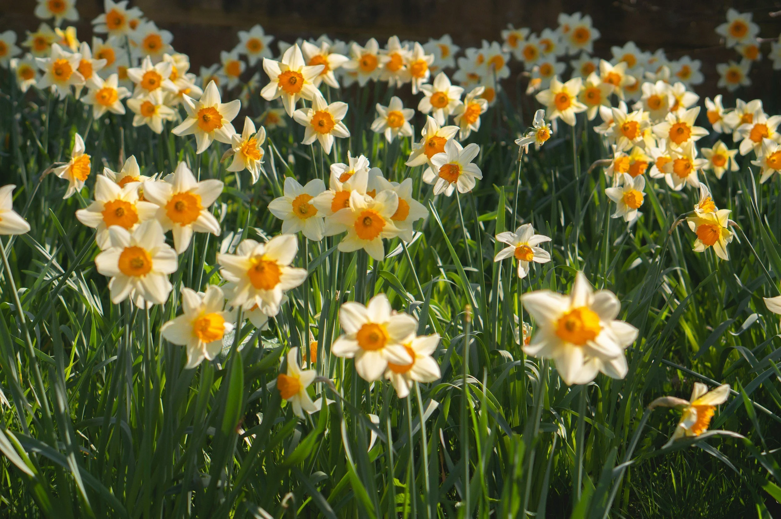 Photo of daffodils