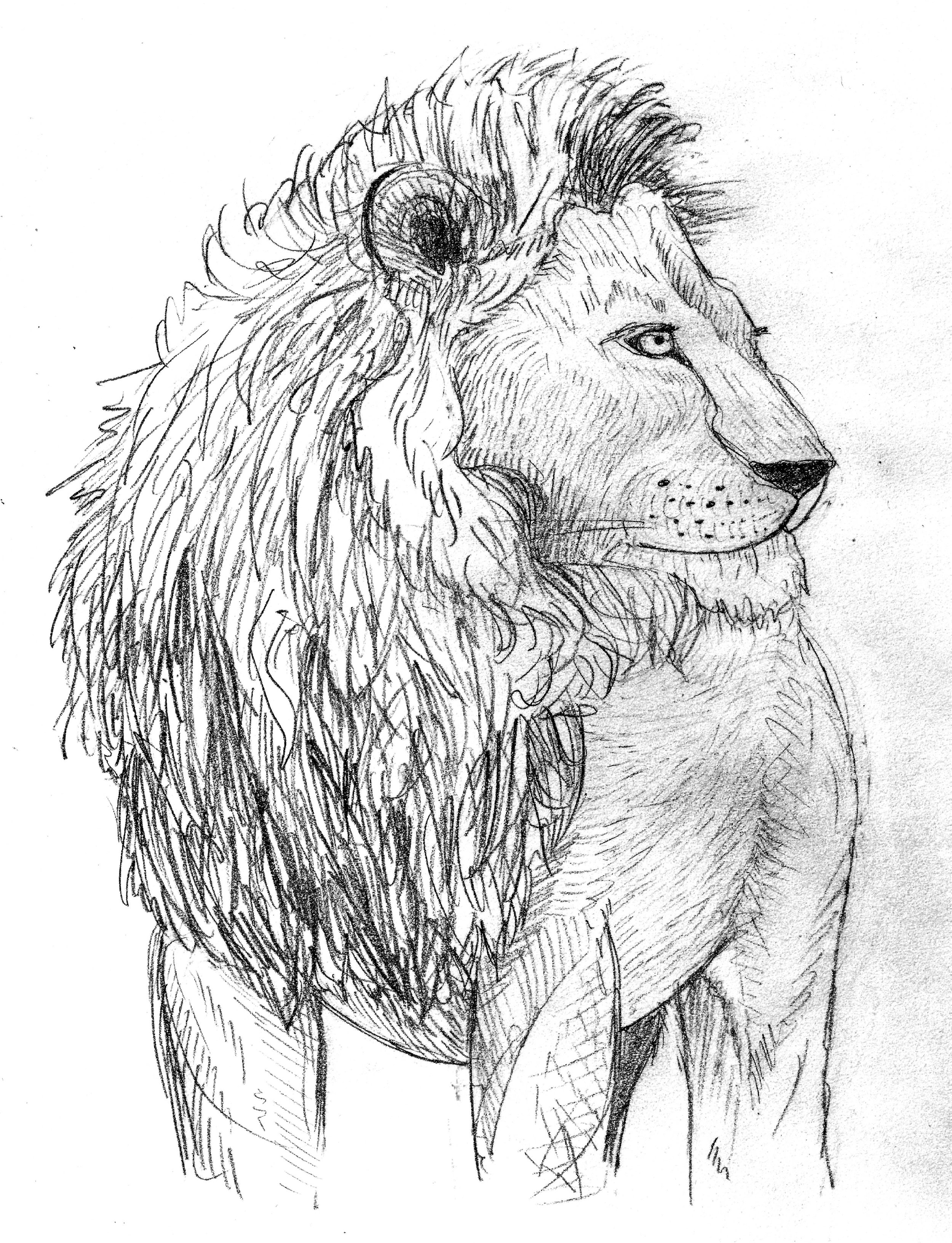 Lion sketch.jpg