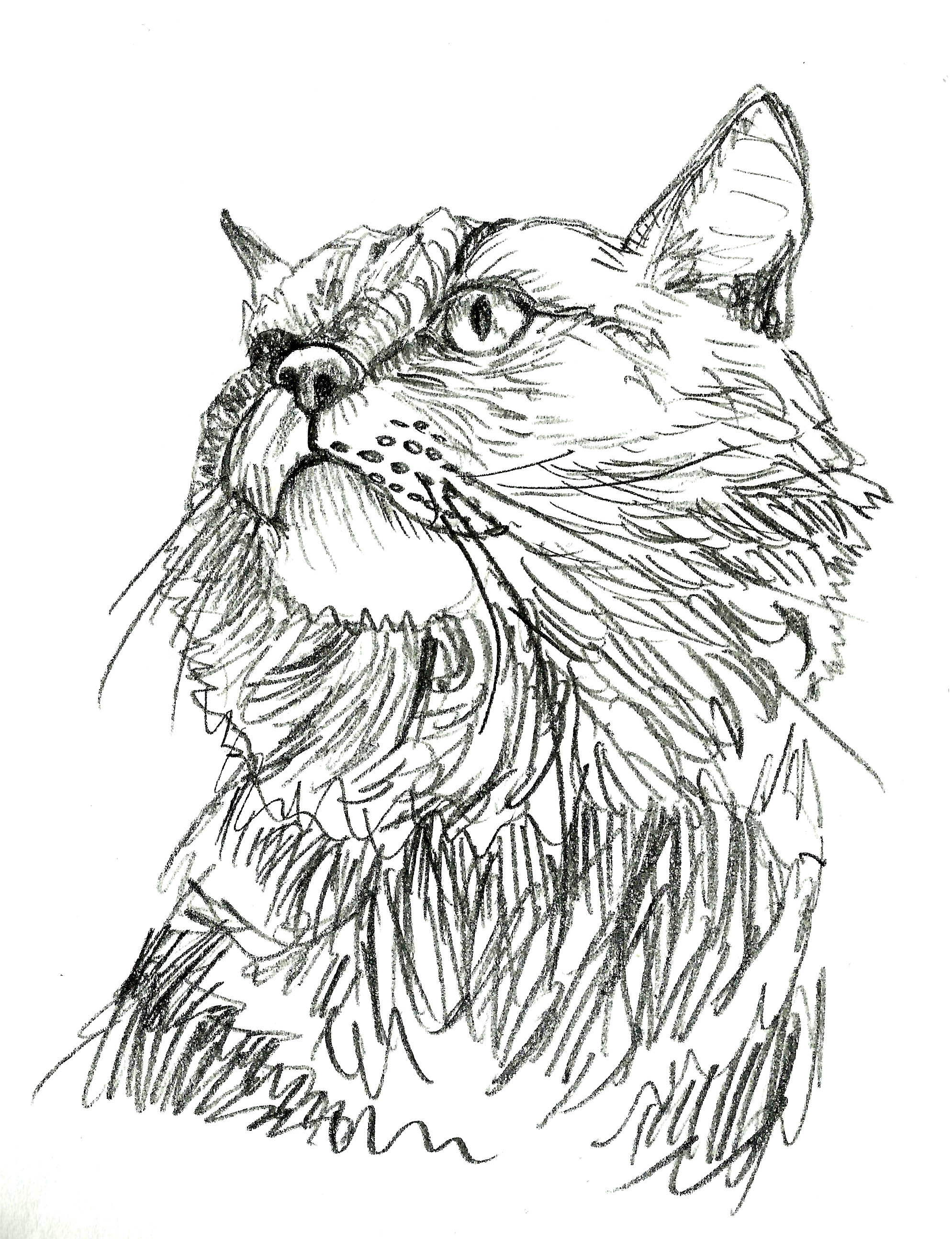 Lion cat sketch.jpg