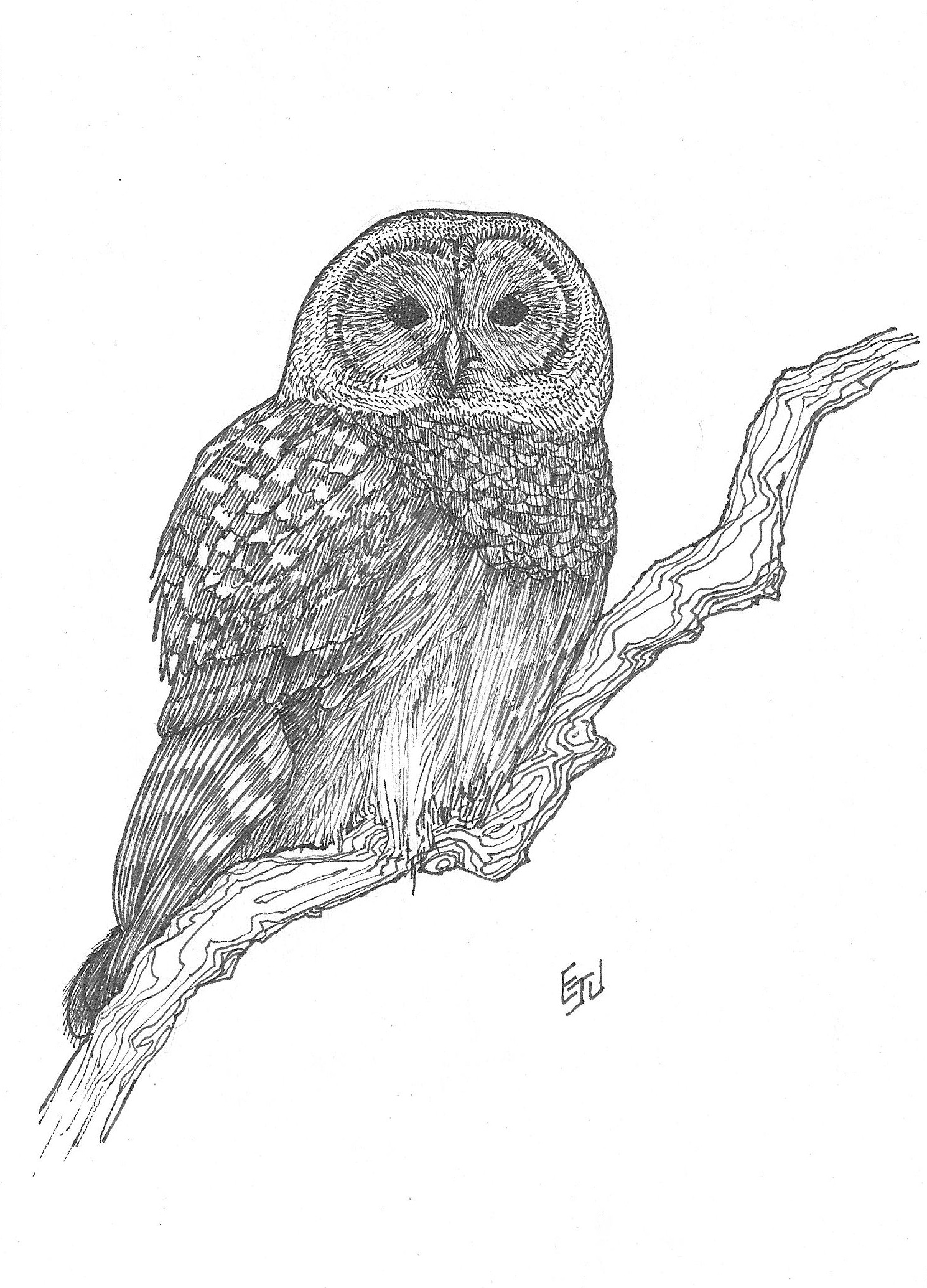 Barred Owl.jpg