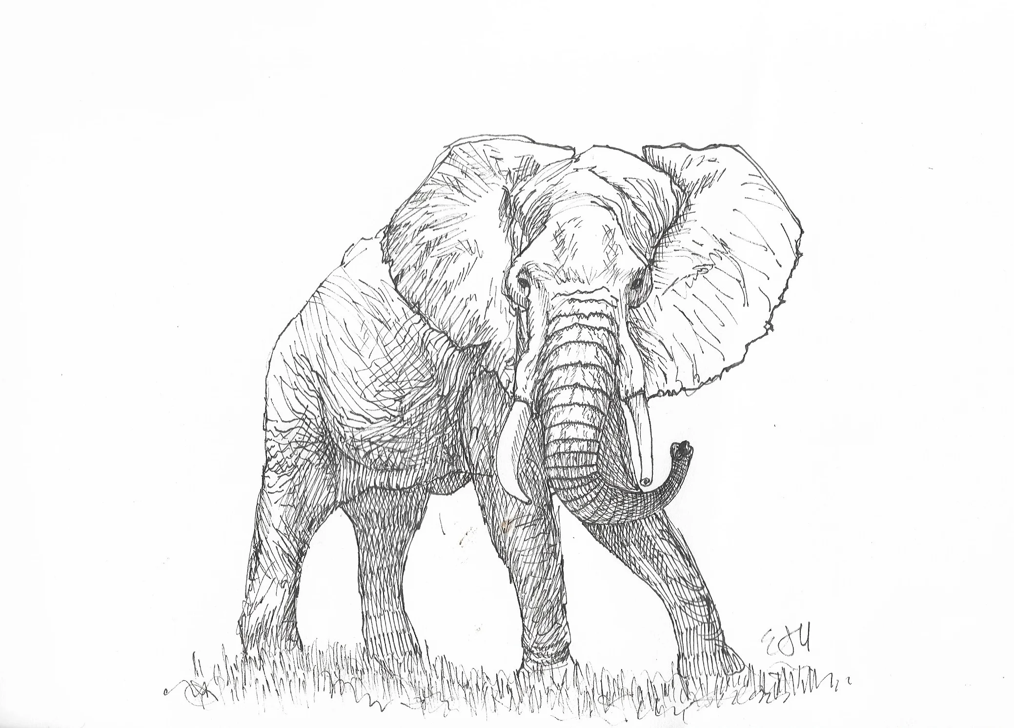 Elephant