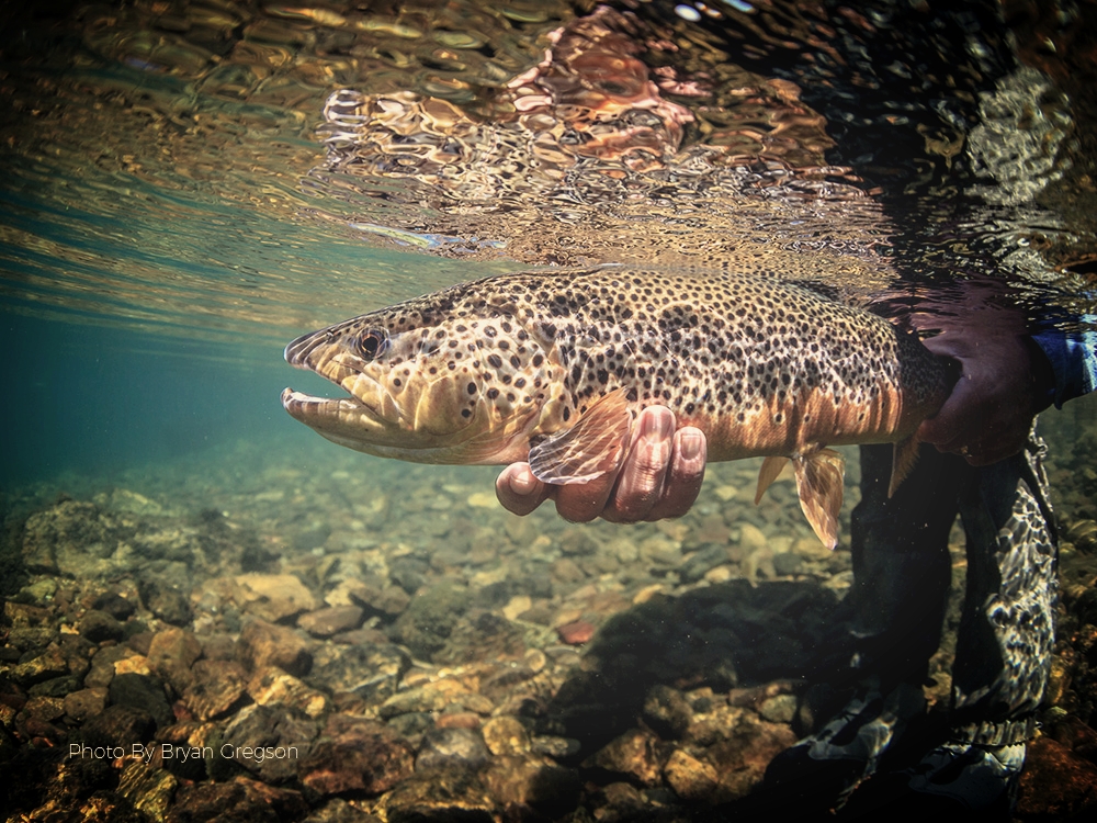brown.trout.BG.jpg