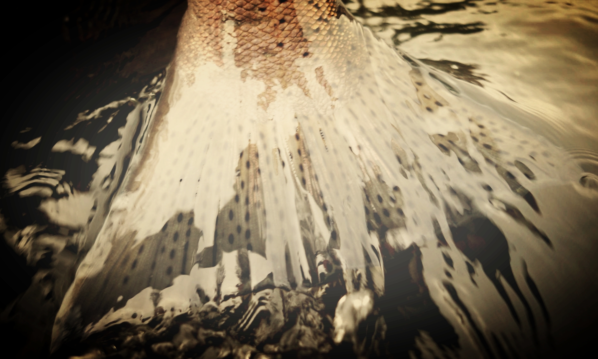fish.tail..jpg