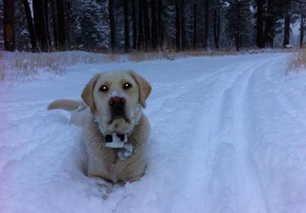 The Snow Dog!  near Taylor Creek