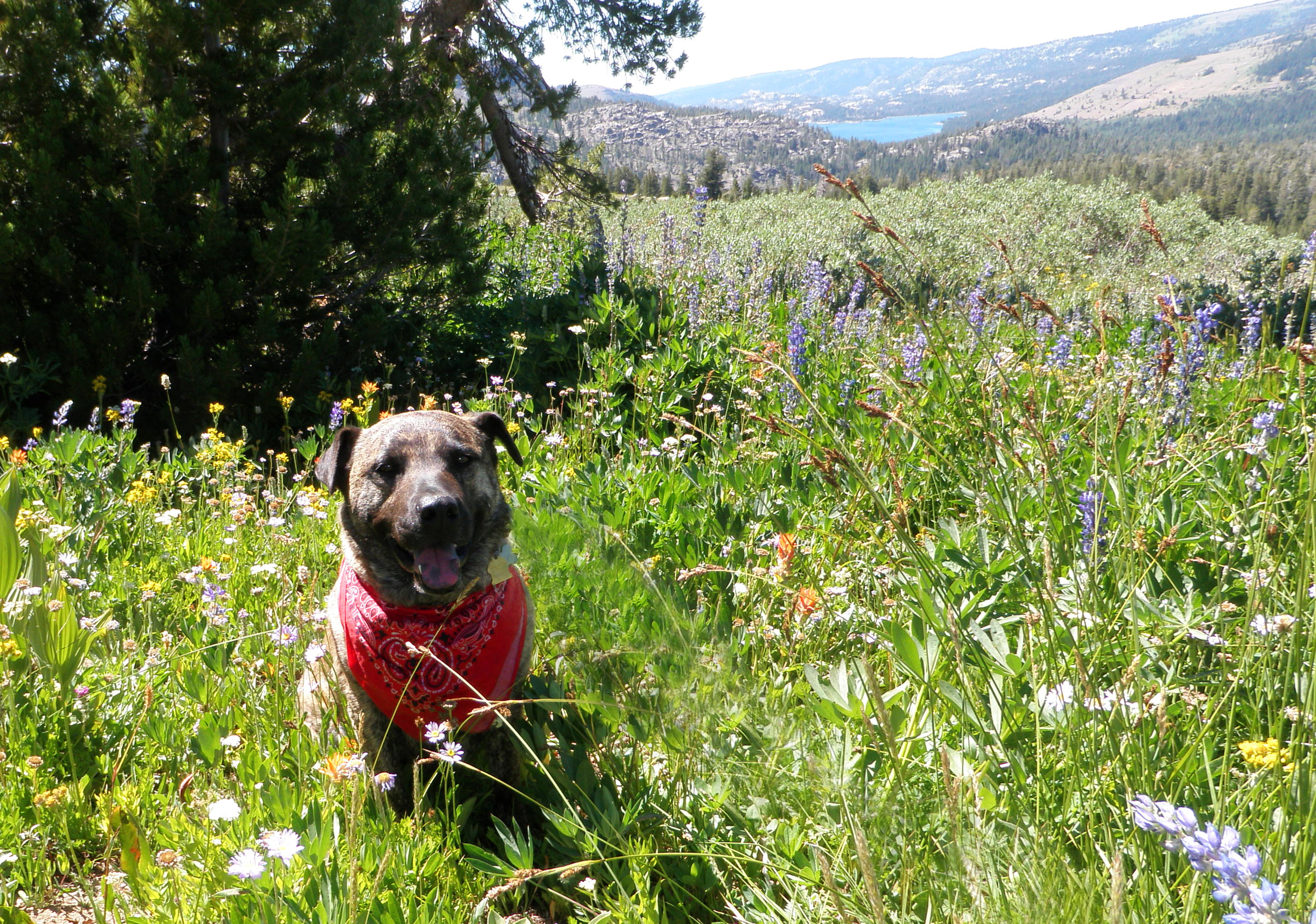 Winnemucca Wildflowers