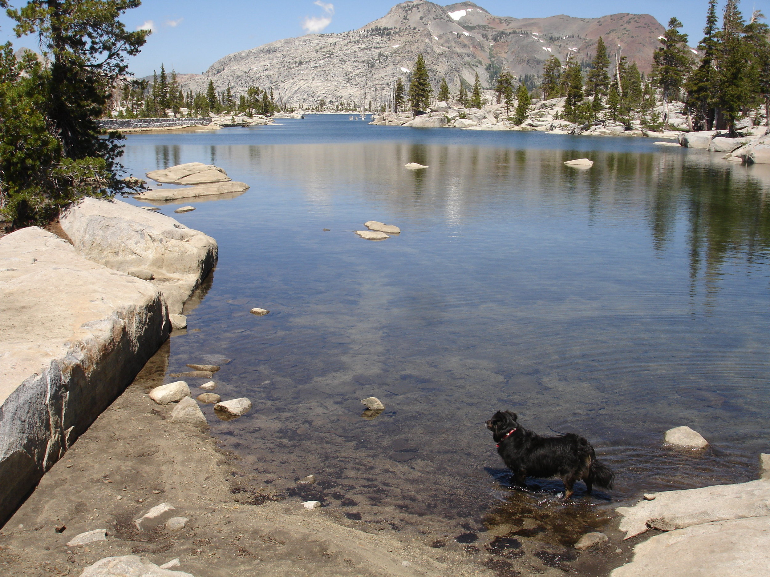 Dog Friendly Places In Lake Tahoe