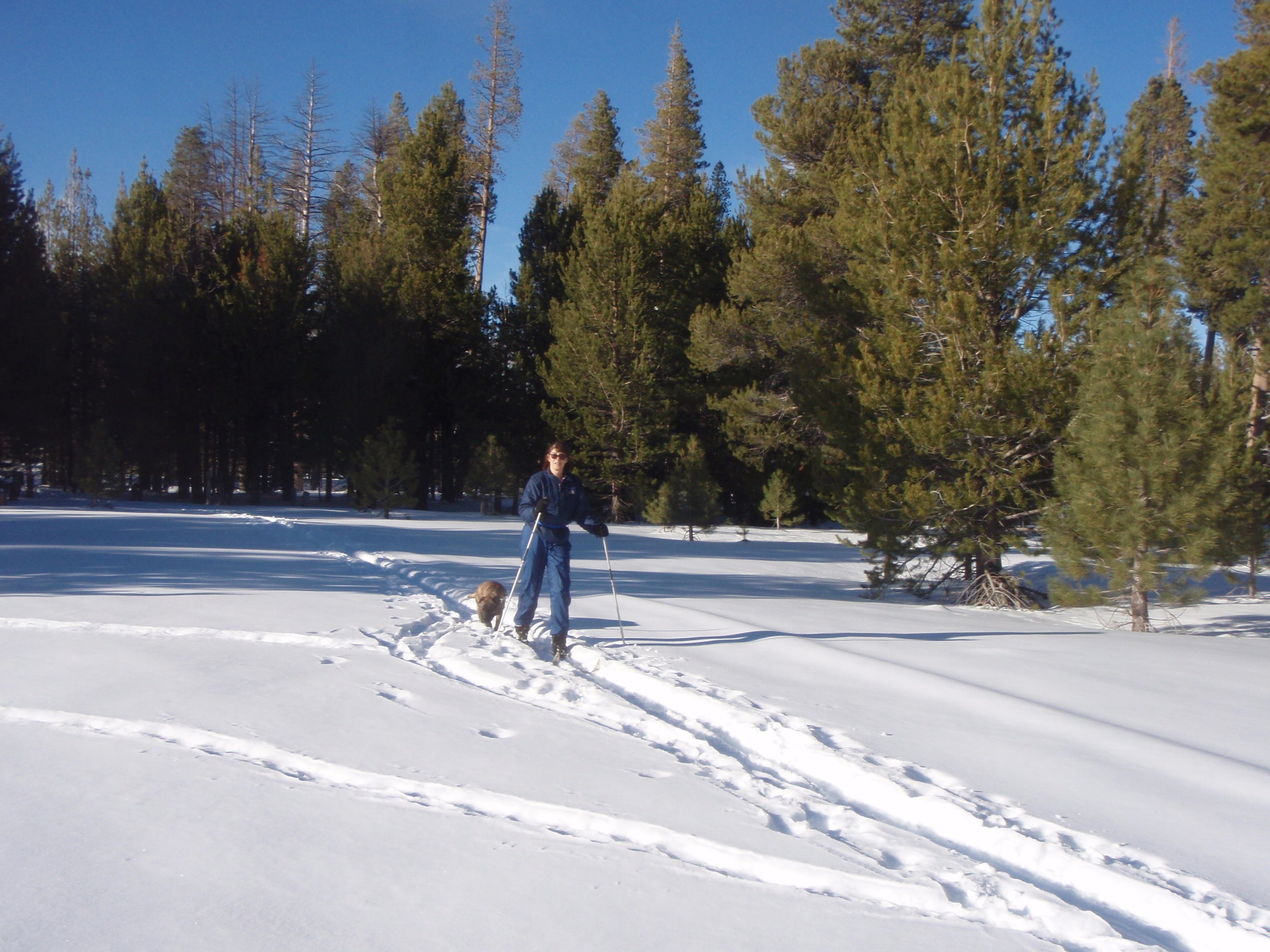 Mush!  Tahoe XC