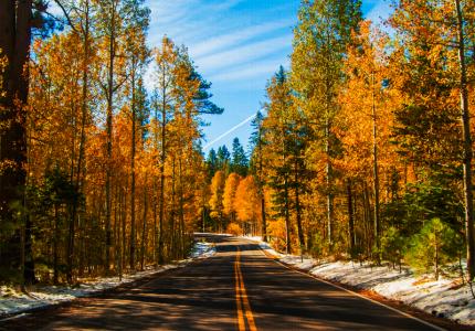 Luther Pass Fall Colors